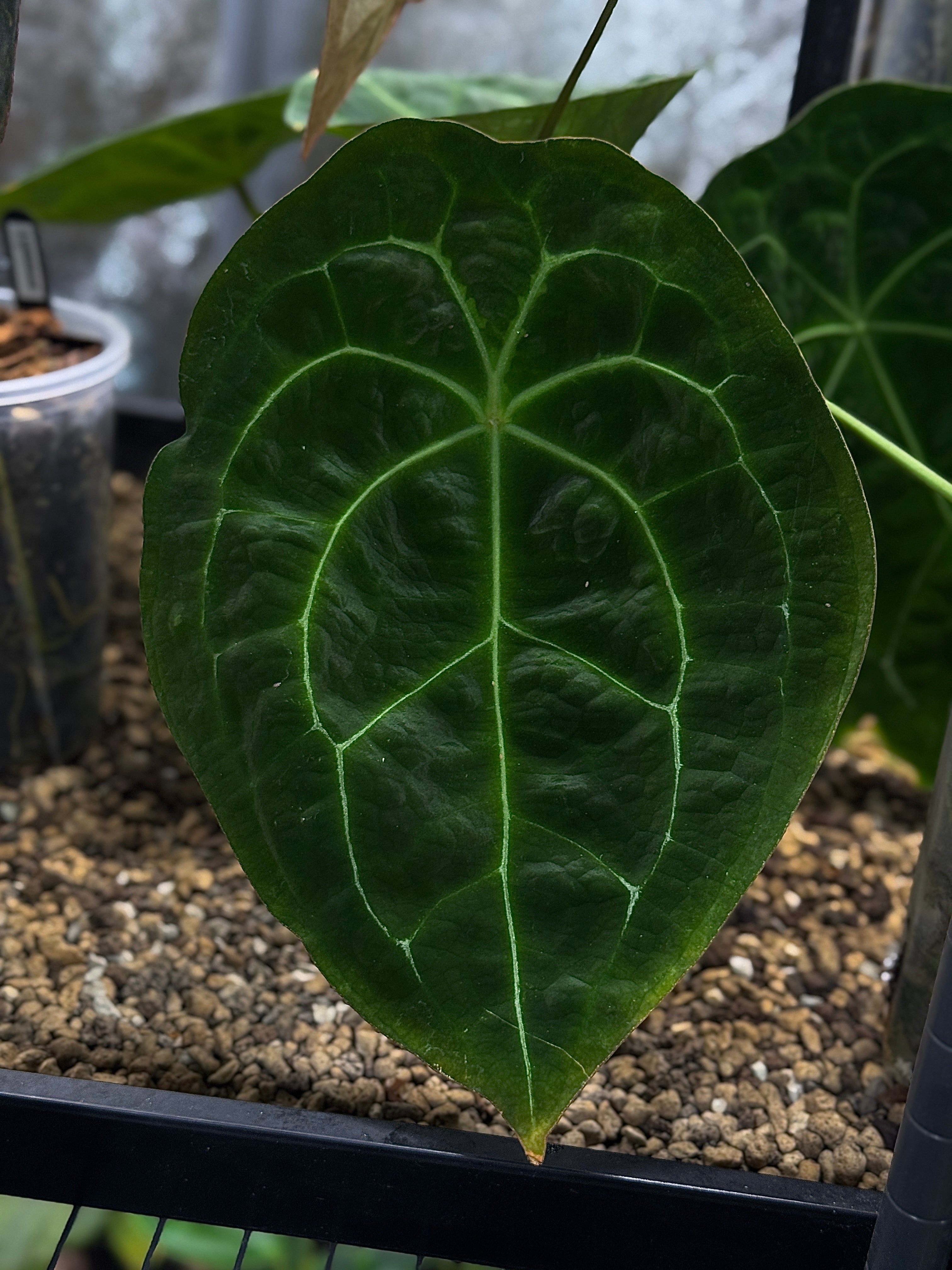 Anthurium Forgetii DF x Forgetii