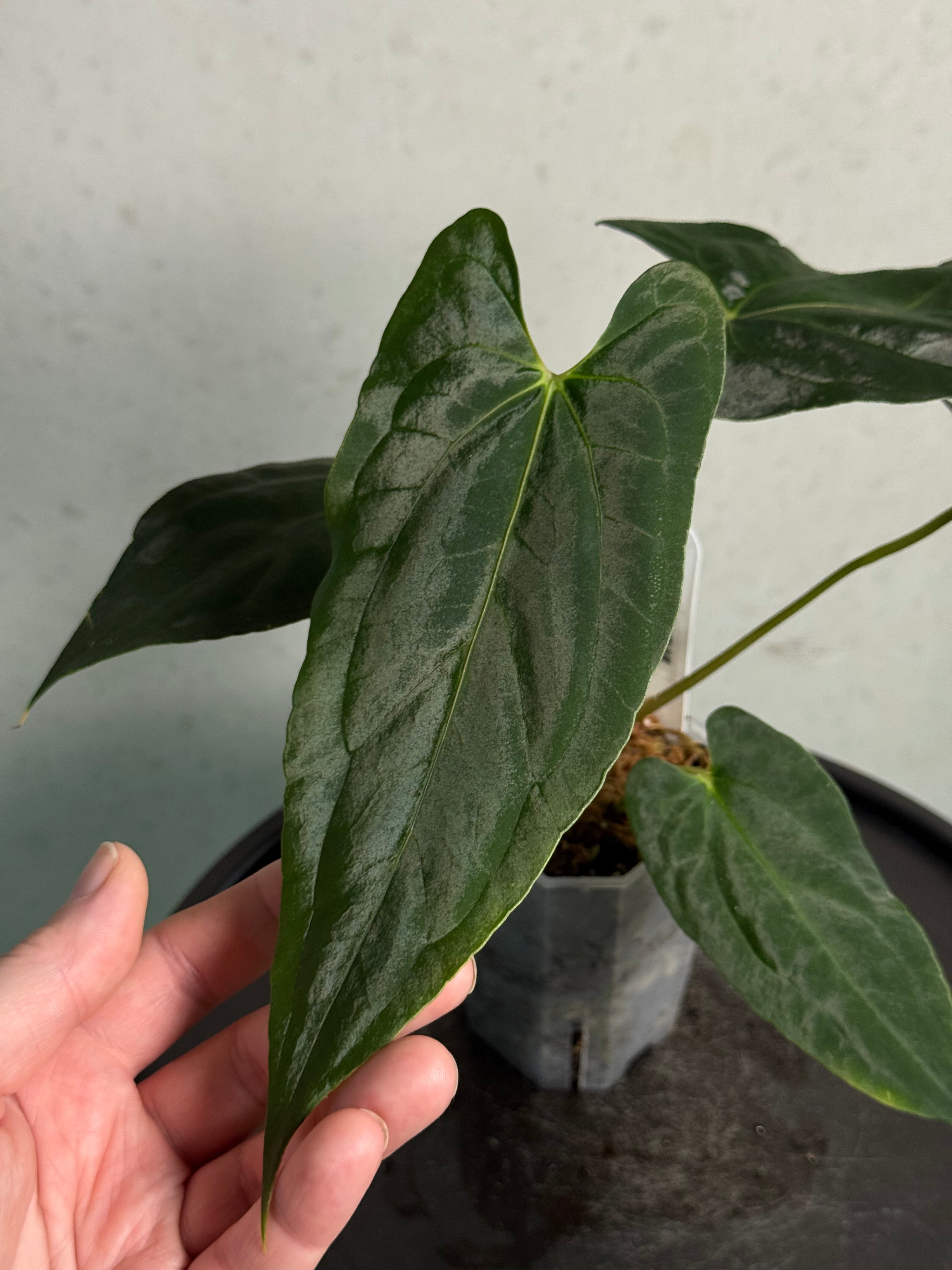 Anthurium Fort Sherman x Ralph Lynam S1