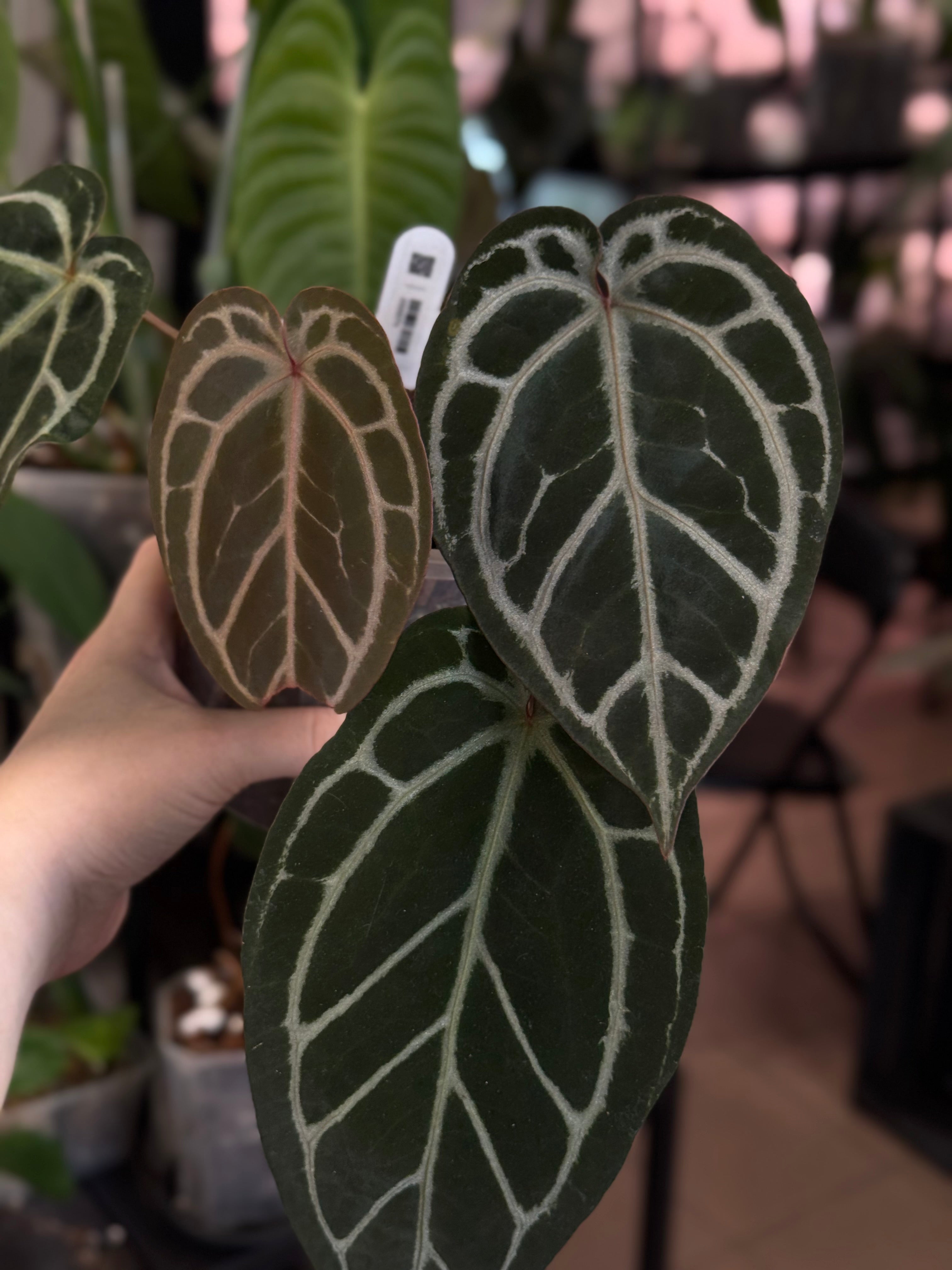 Anthurium Red Crystallinum x self - SMUKHI