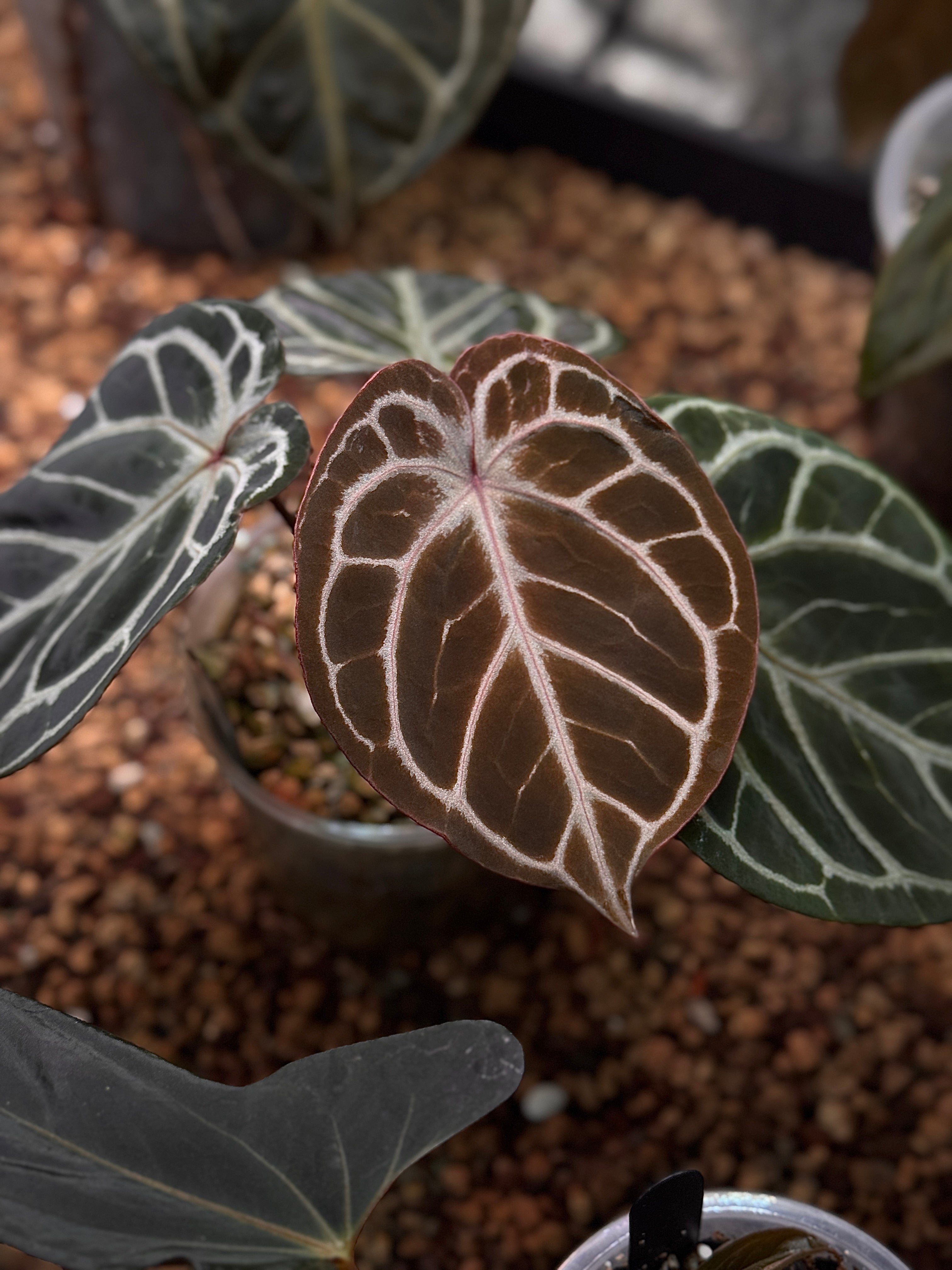NFS: Anthurium HU x Red Crystallinum