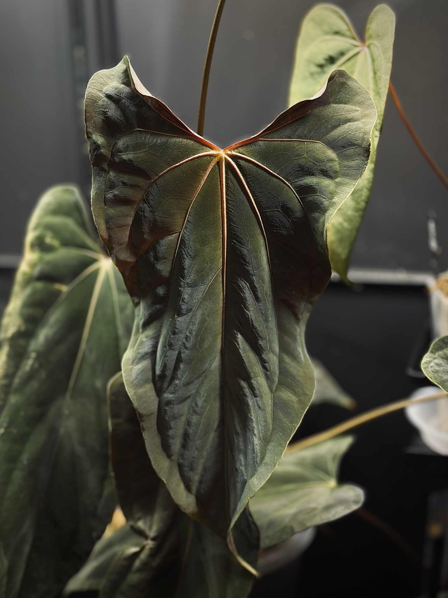 NFS: Anthurium RLxFS x (Ralph Lynam x self)