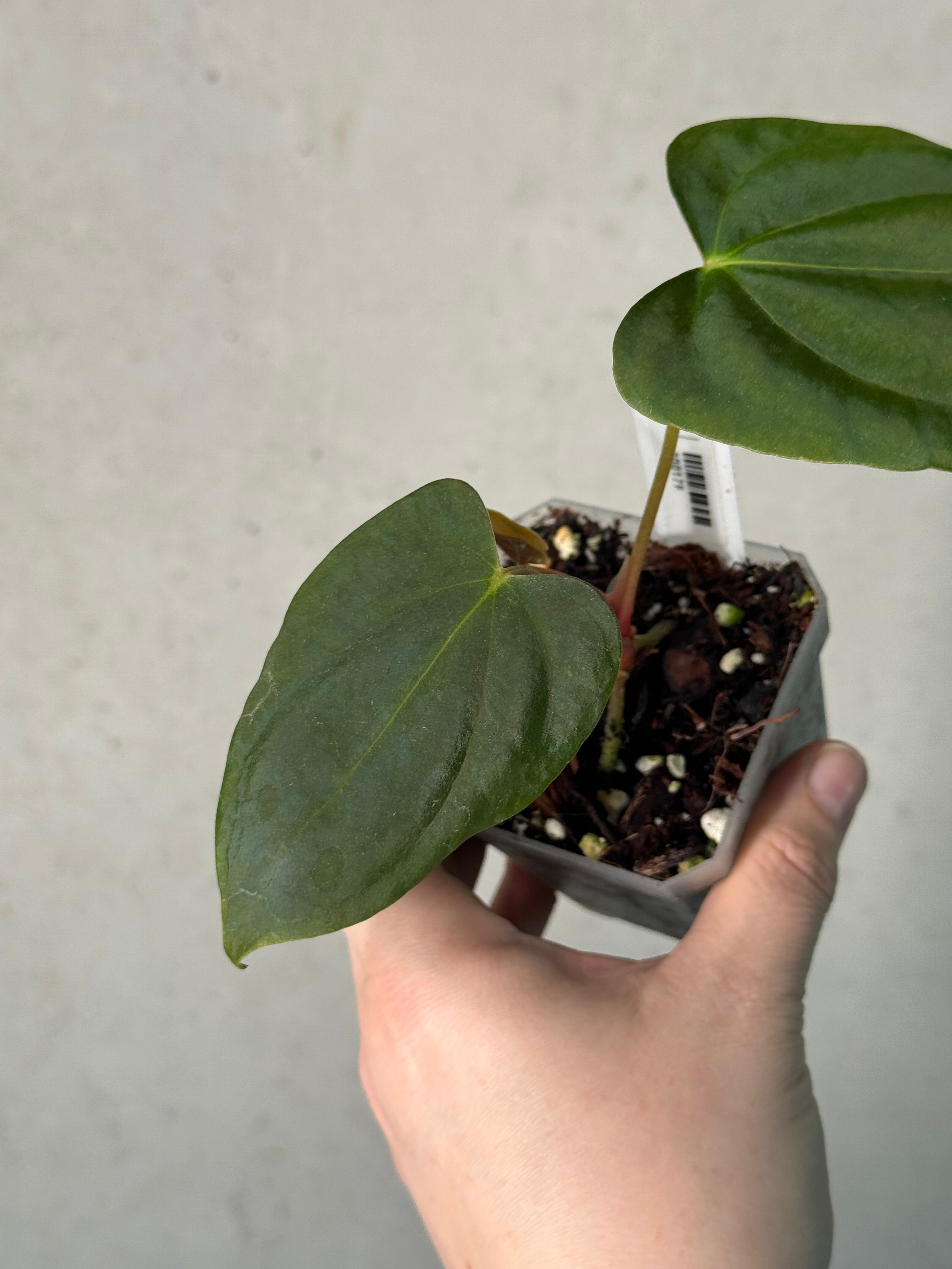 Anthurium FSxRL ‘Grim Reaper’ x Papillilaminum RA6 - Clone