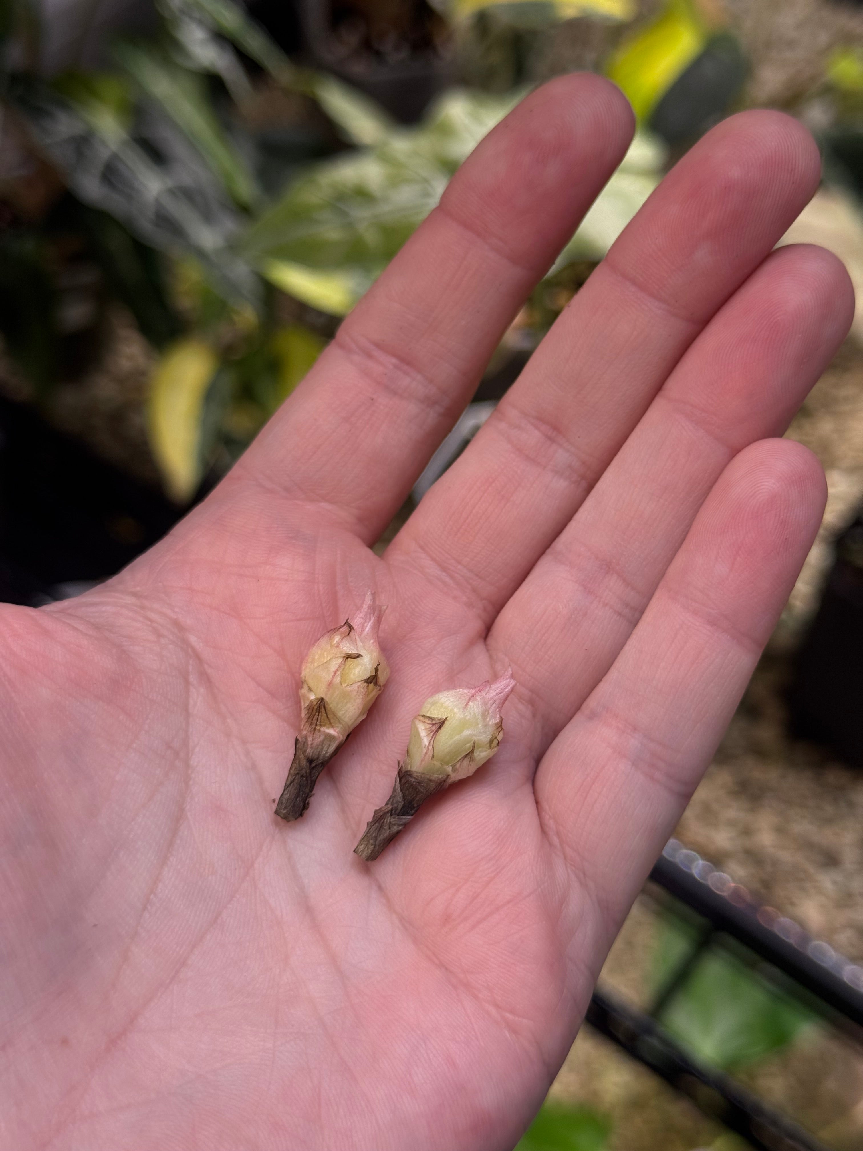 Alocasia Black Velvet Pink Variegata - Corm(s) - SMUKHI