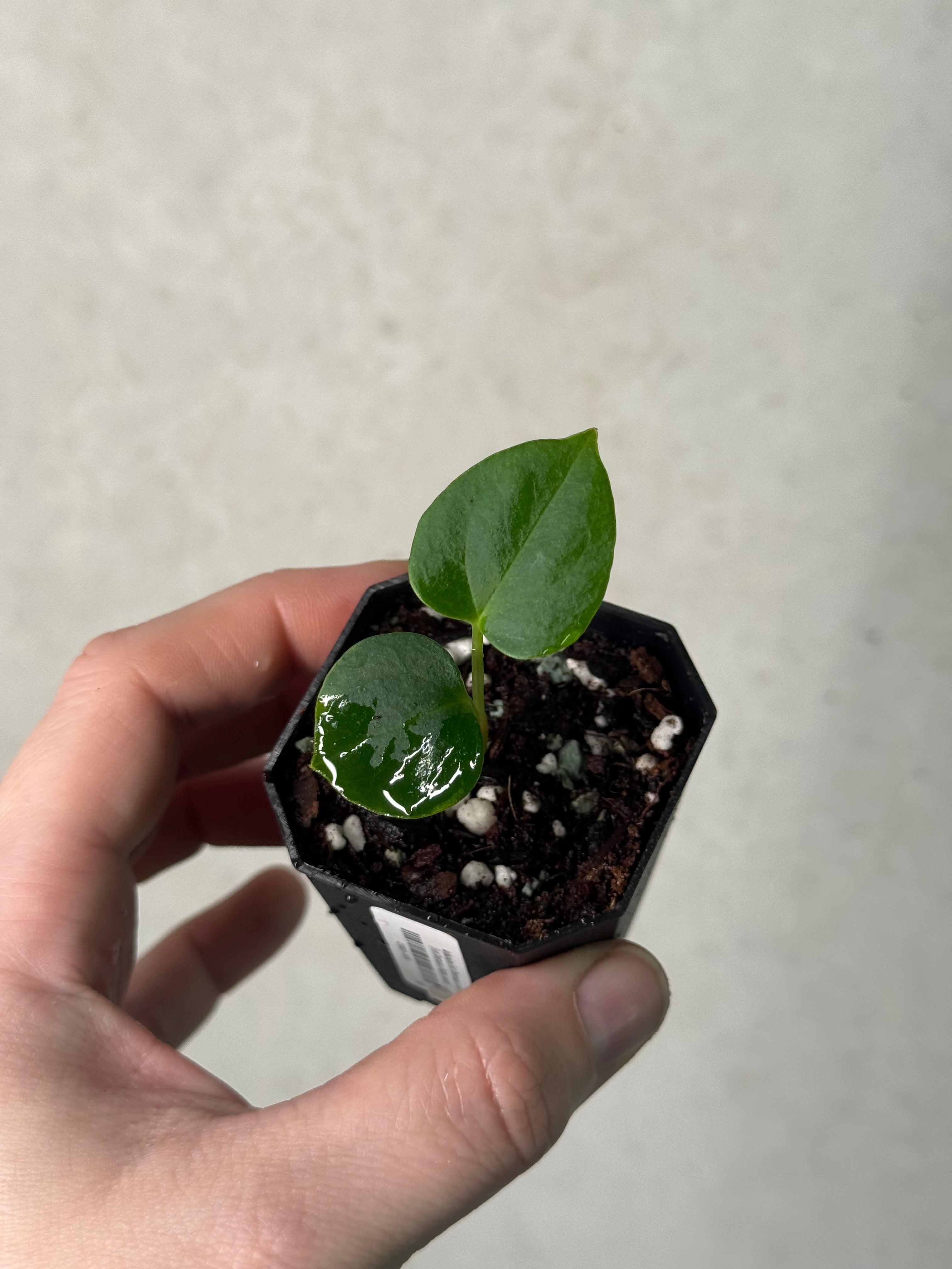 Anthurium (Fort Sherman x self) x (Fort Sherman x Ralph Lynam)