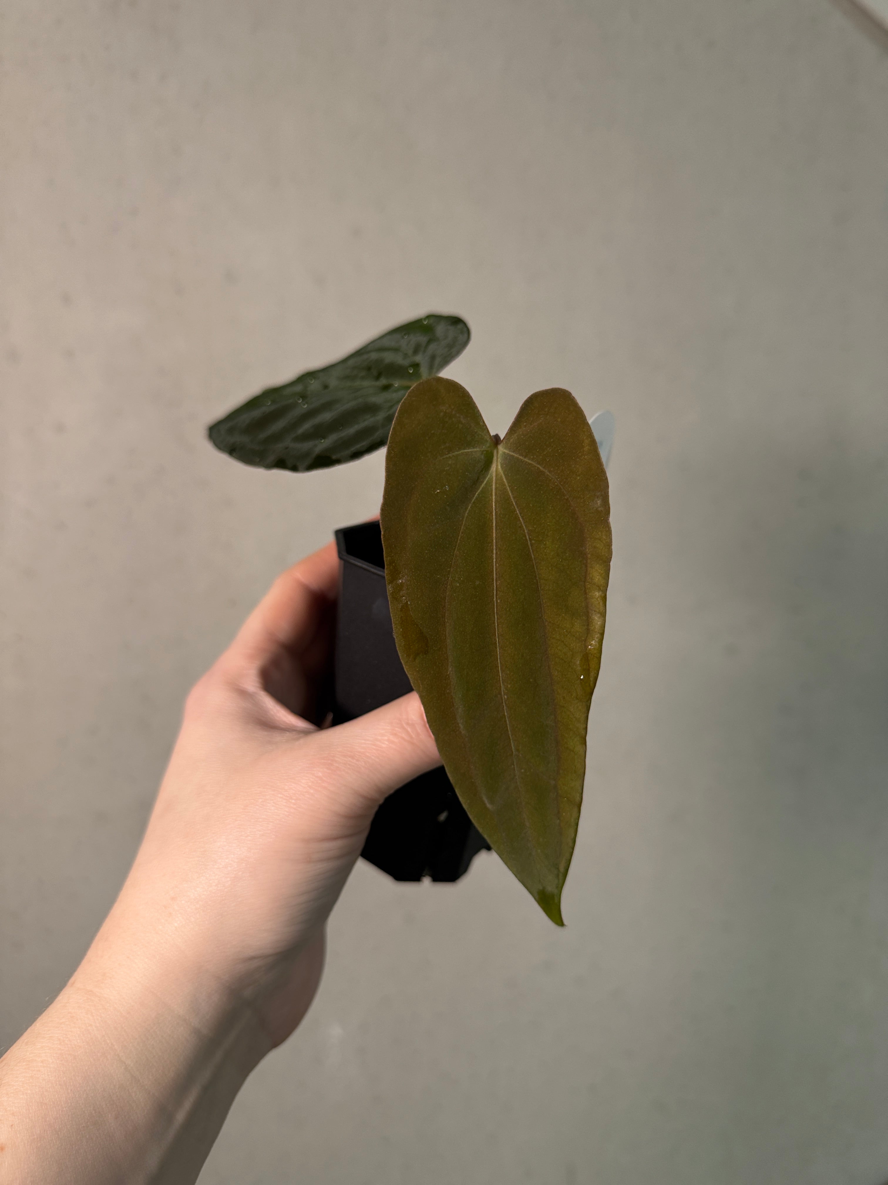 Anthurium Papillilaminum 'Marie' - Clone