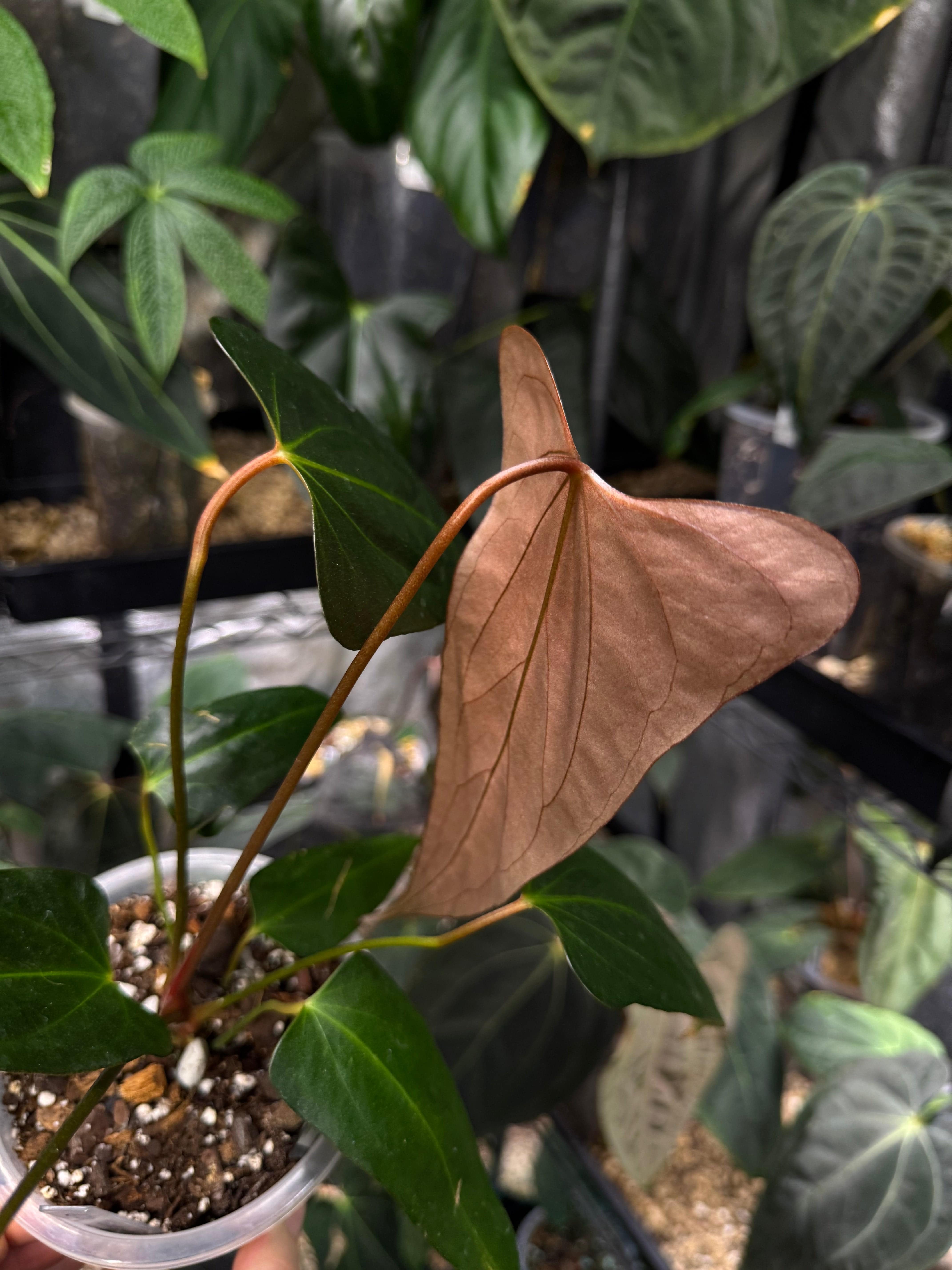 Anthurium 'Black Sweet' x Warocqueanum - Clone - SMUKHI