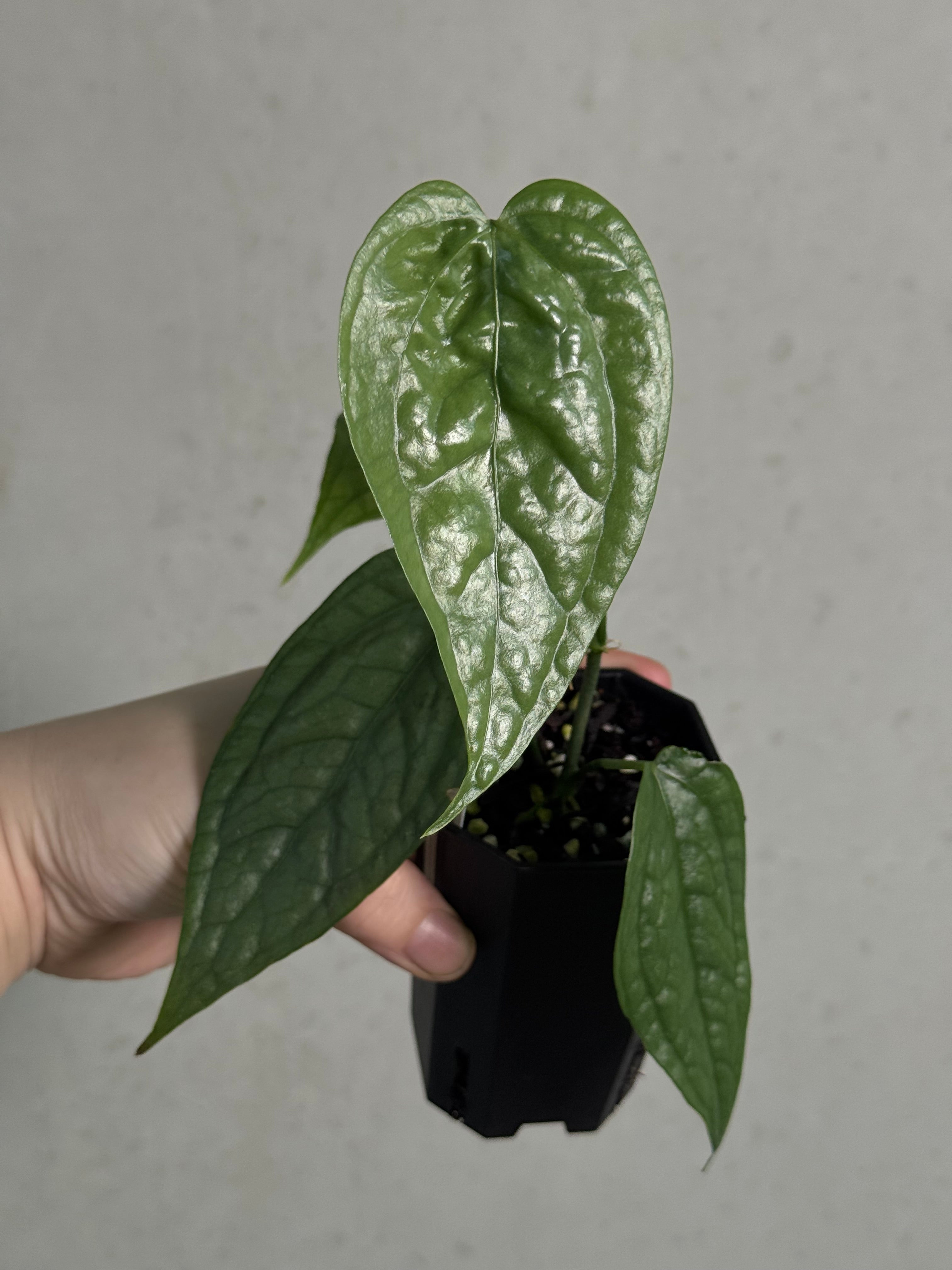 Anthurium sp. Limon
