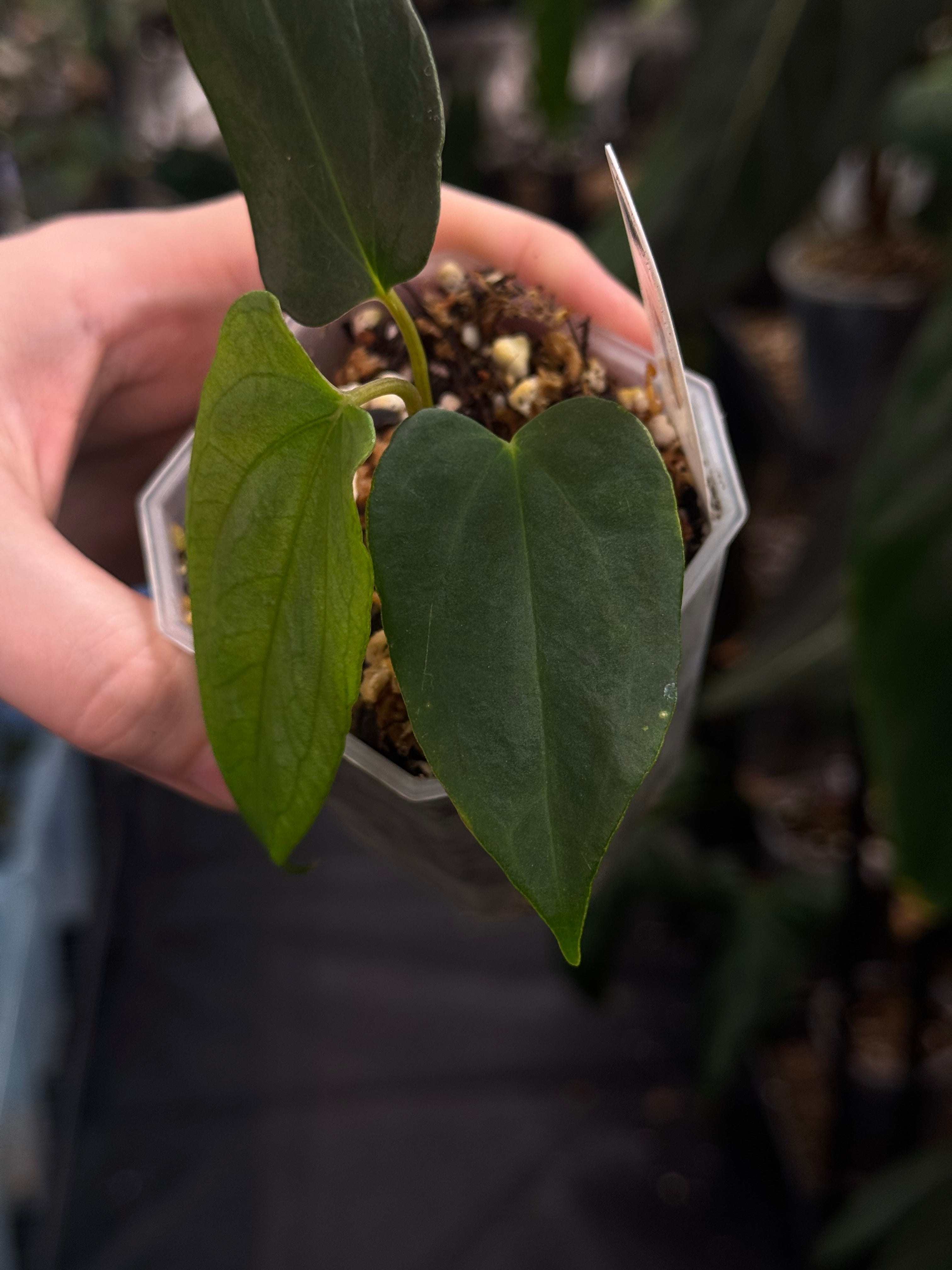 Anthurium FSxRL ‘Grim Reaper' F2 (selfed F1) - Clone