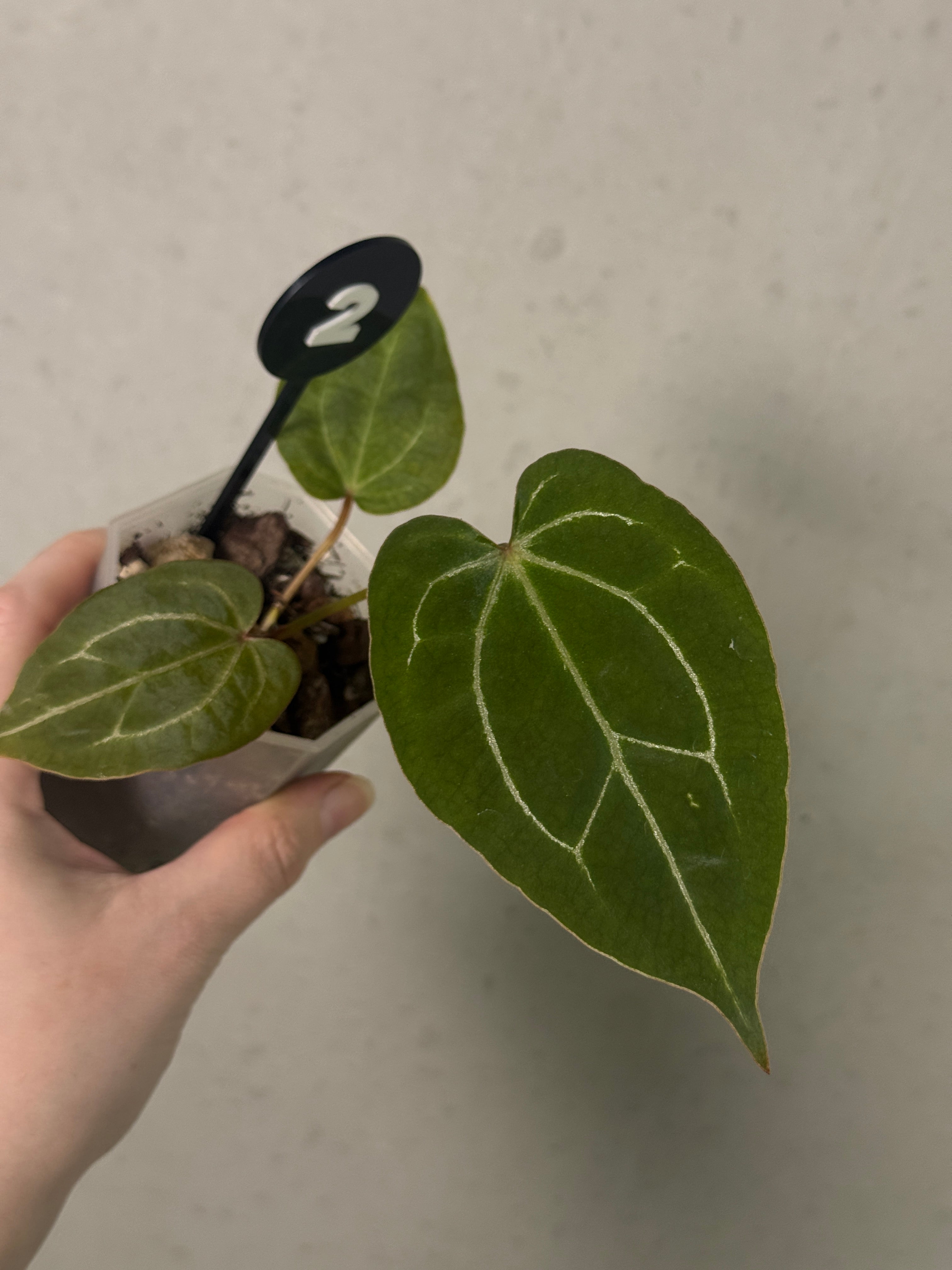 Anthurium Michelle x Forgetii
