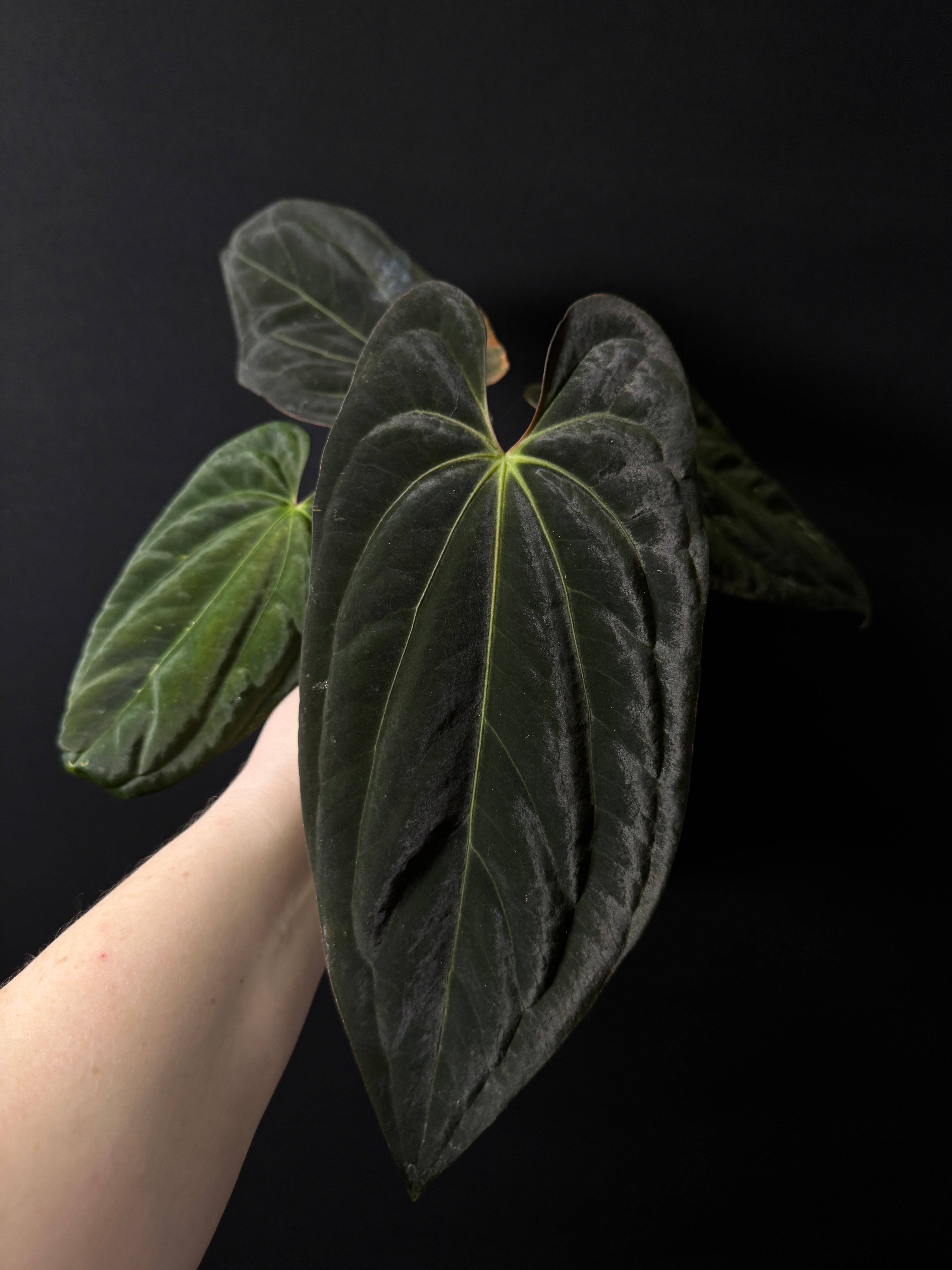 Anthurium BVIT x Red Vein Dark Phoenix - SMUKHI