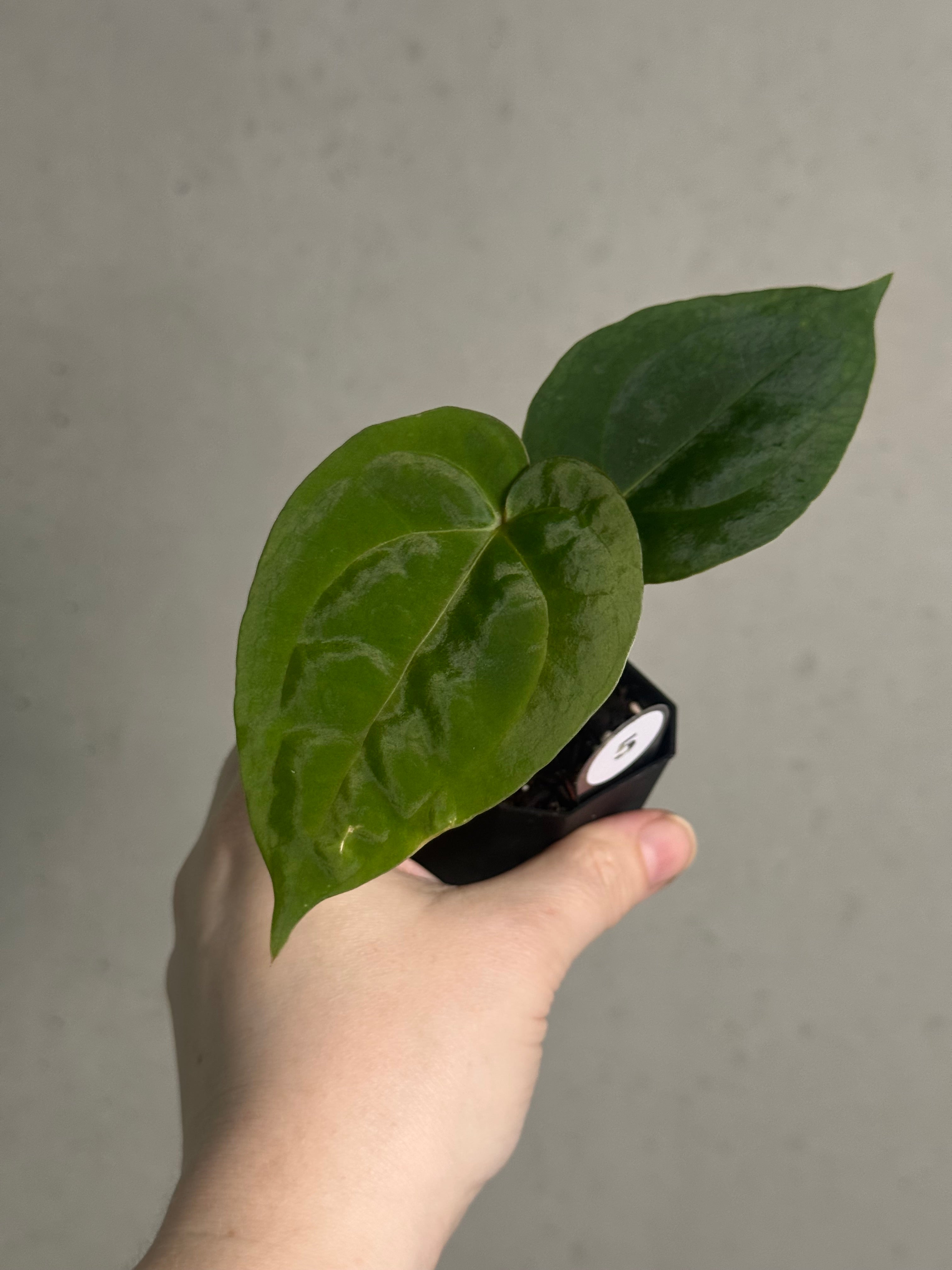 Anthurium Papillilaminum 'Guna Yala' x (Zara x Michelle) - SMUKHI