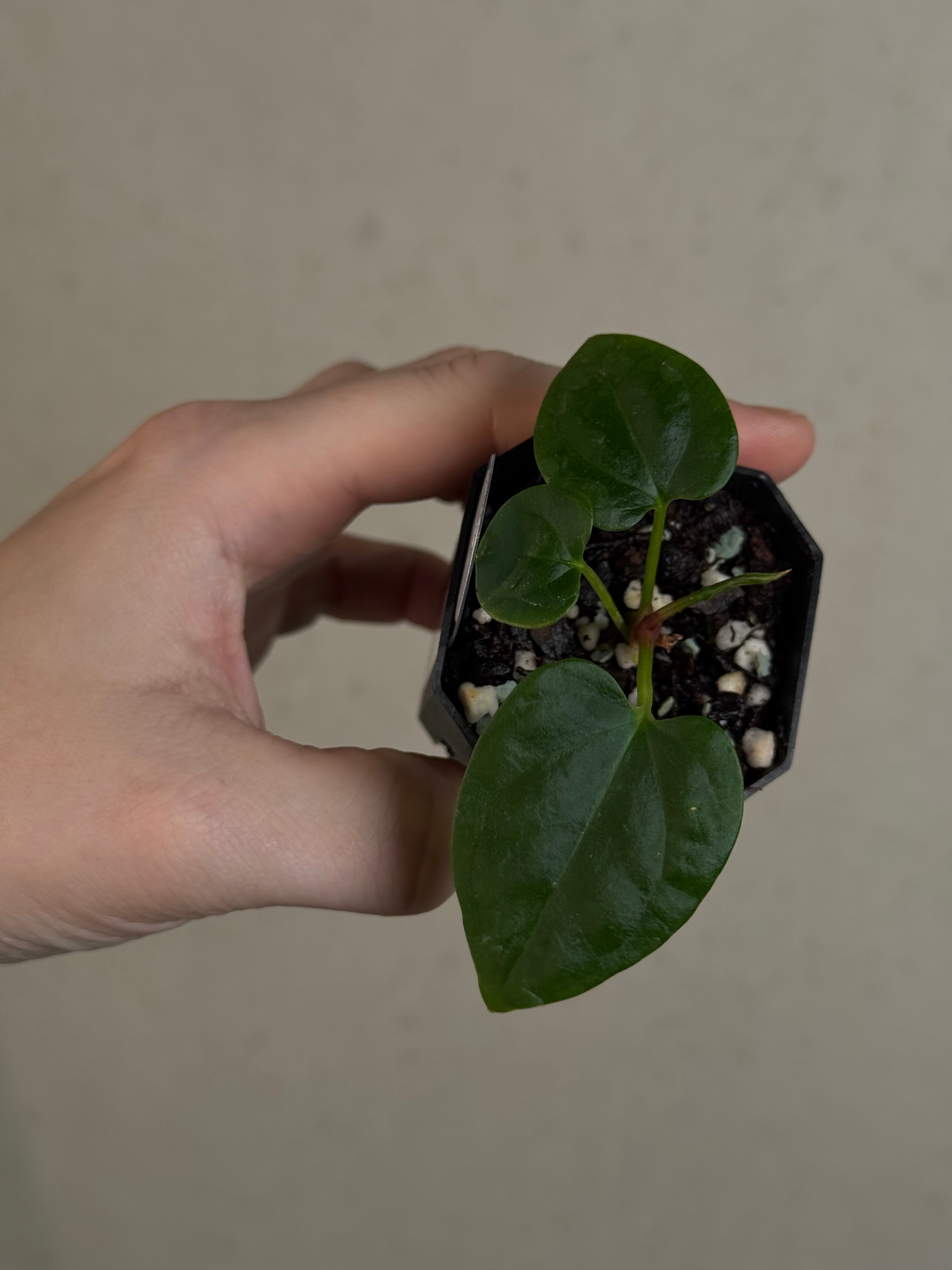 Anthurium BVEP ('Round' x RA1) x Kunayalense CC1