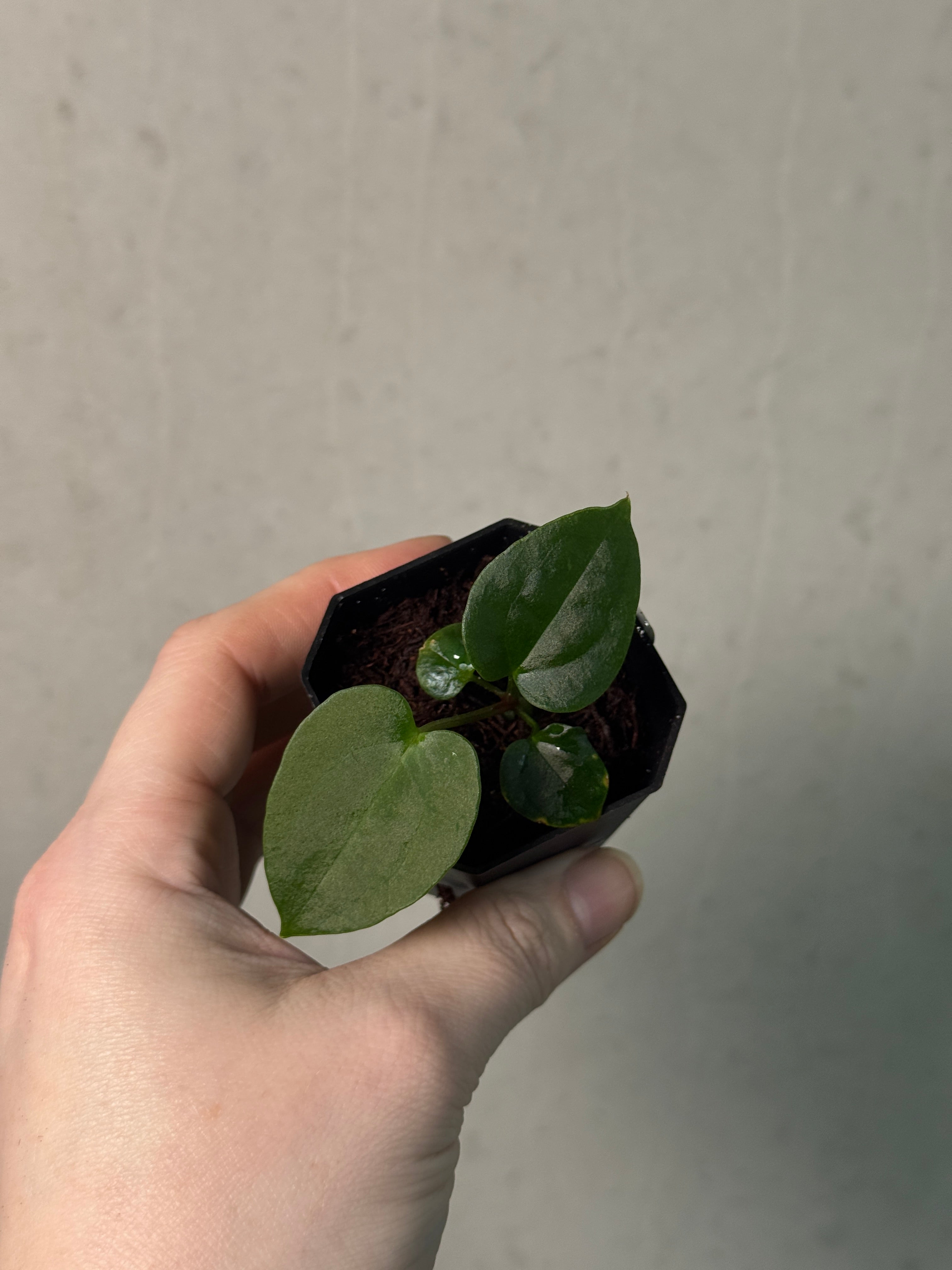 Anthurium (Dressleri RG x Carlablackiae ‘Amanda’) x RVDP - SMUKHI