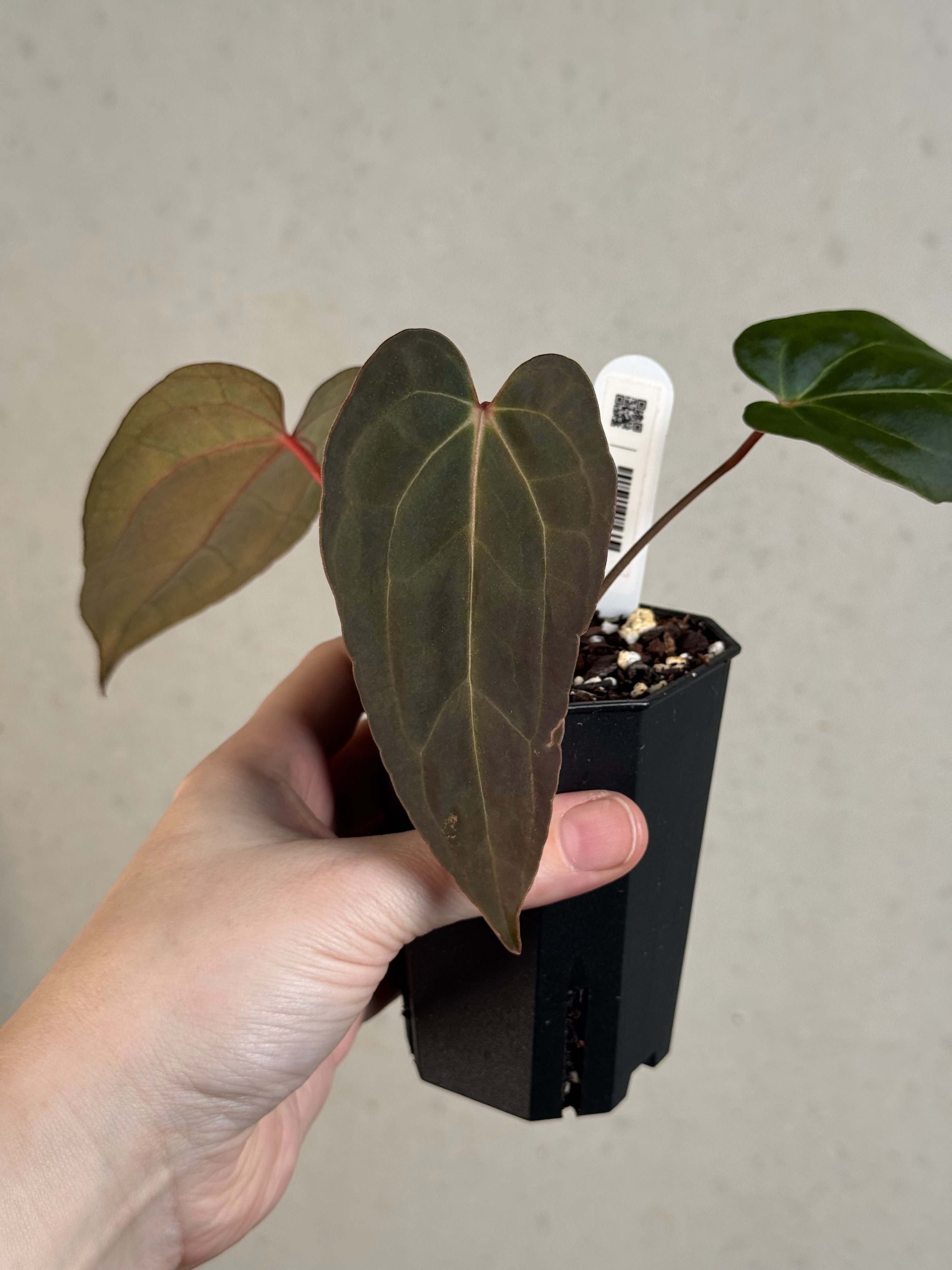 Anthurium Blue Papillilaminum x self - Clone