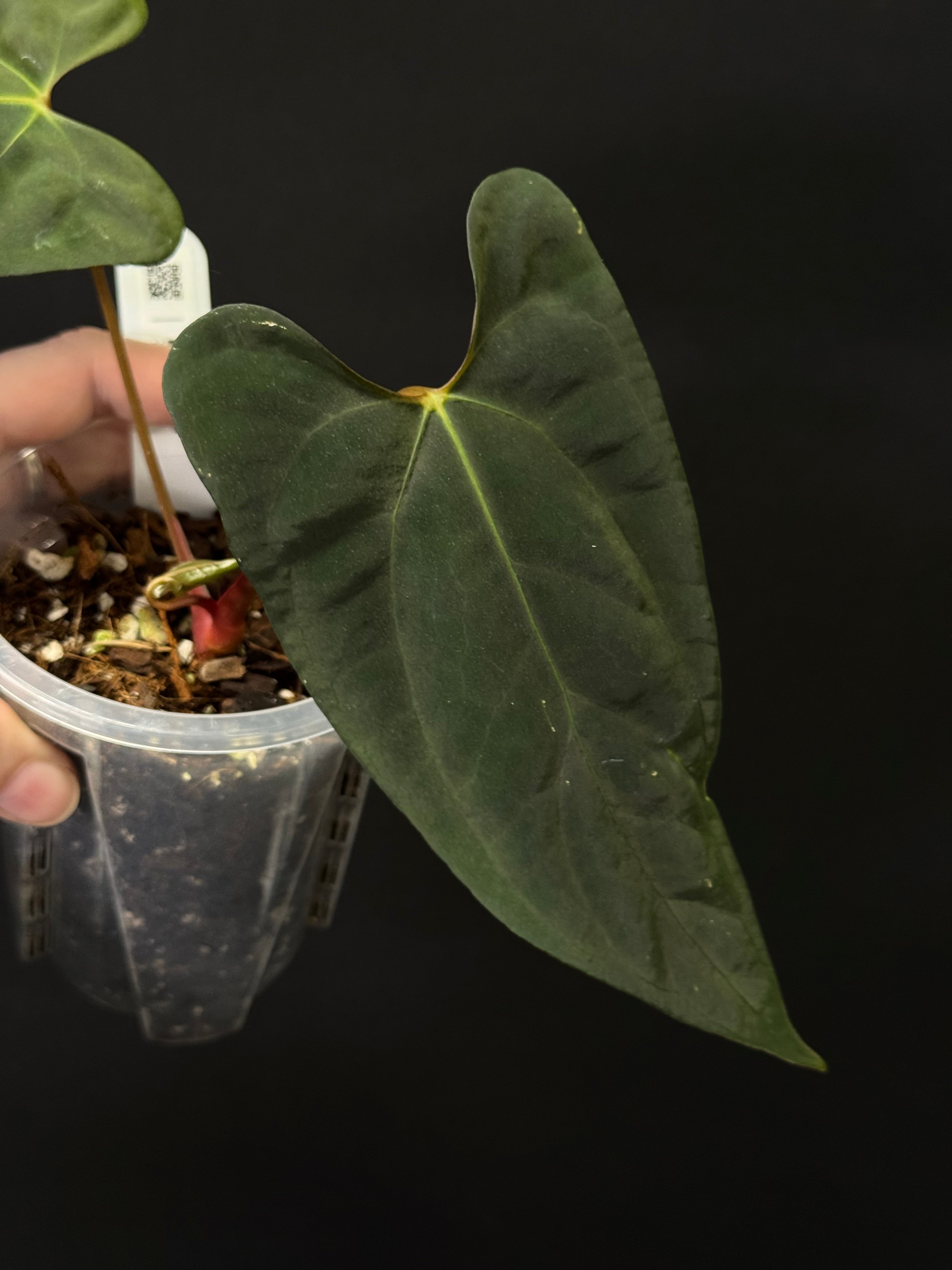 Anthurium NSE Portillae x RLxFS