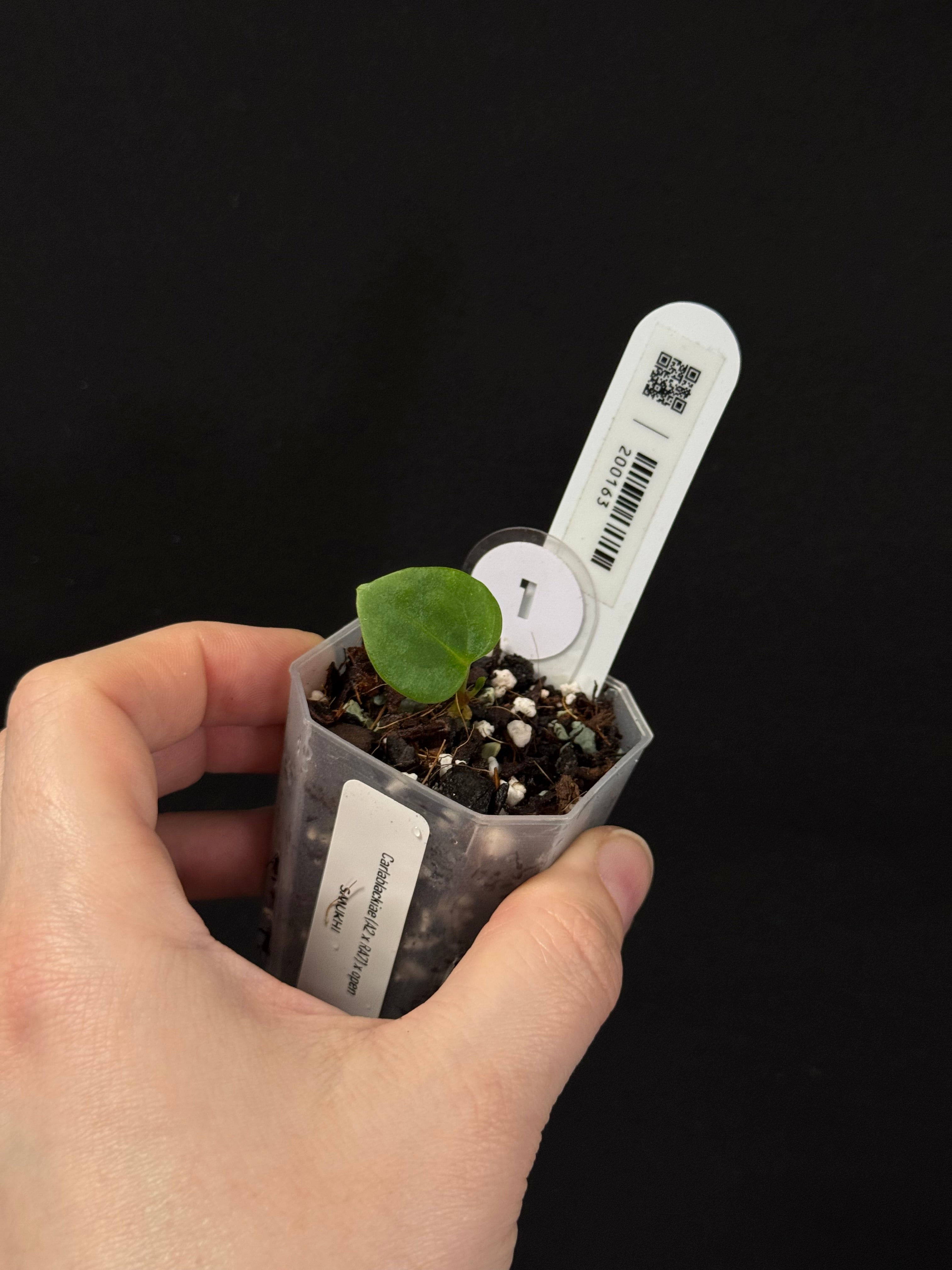 Anthurium Carlablackiae (A2 x RA7) x open