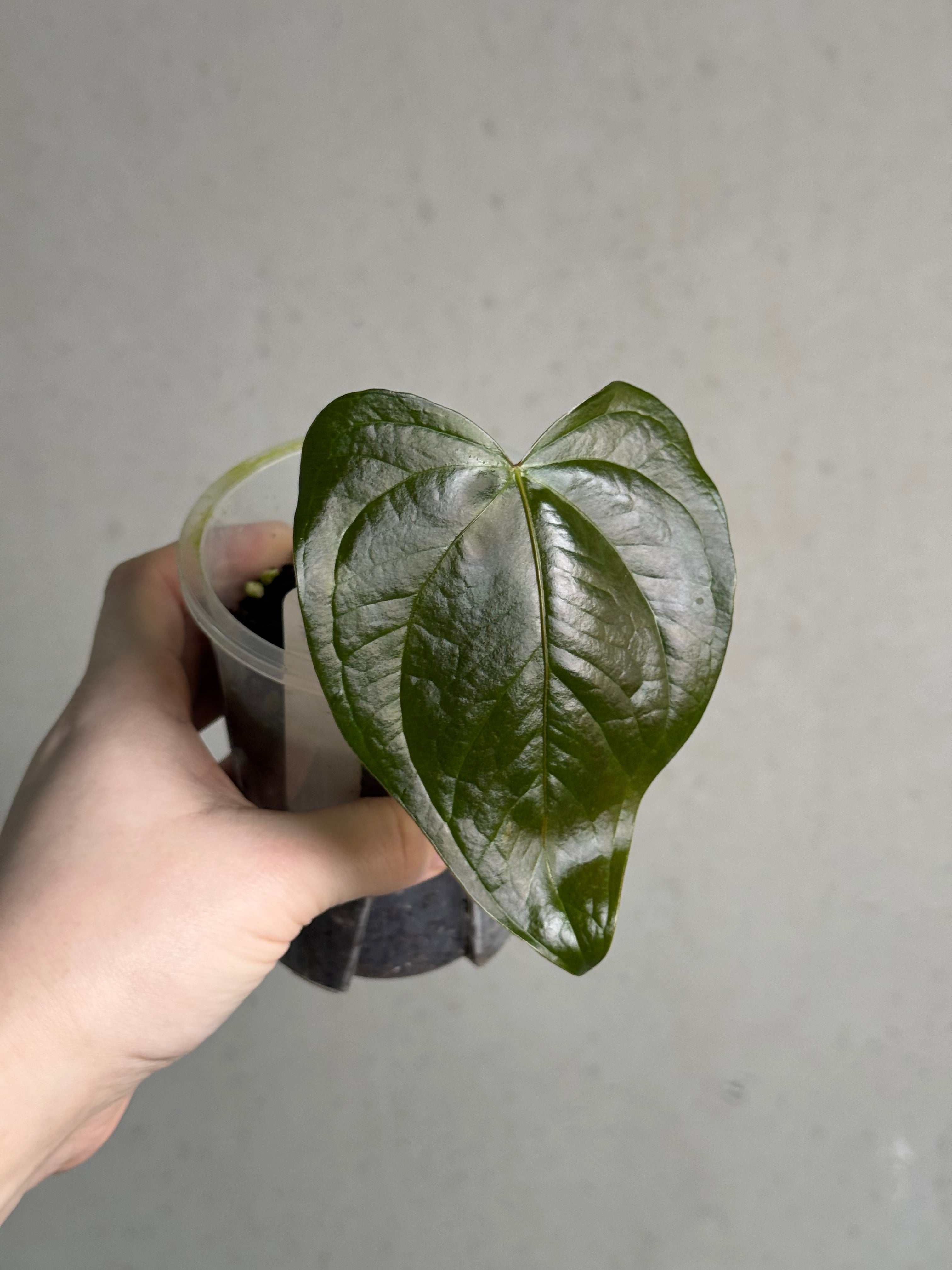 Anthurium Queen of Hearts - Clone
