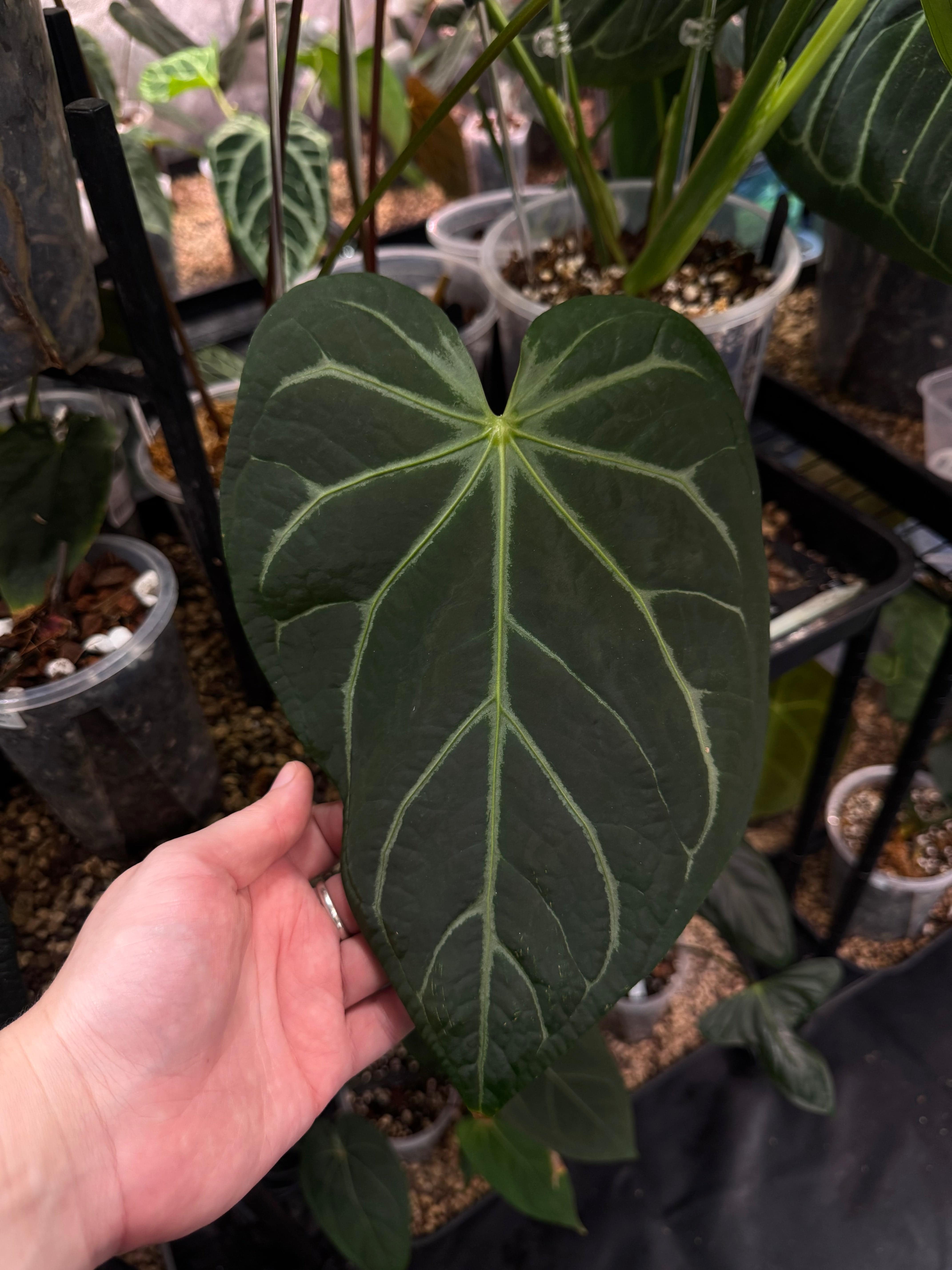 Close-up of NFS Anthurium Magnificum 'Norte' plant from Private Collection showing glossy, large green leaves with prominent veins.