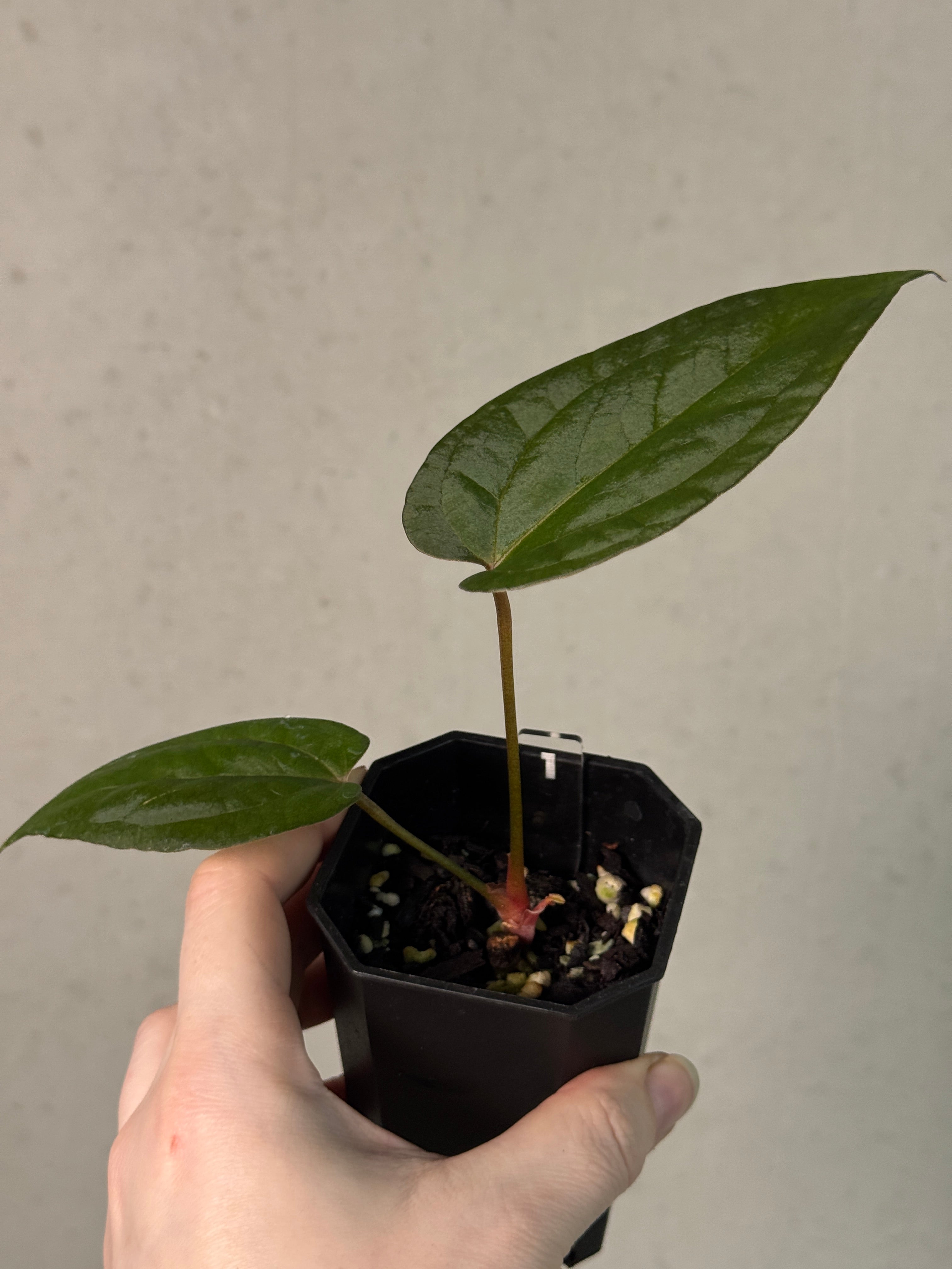 Anthurium Ace of Spades Dark Form x Portillae ‘Dorito’ - Clone