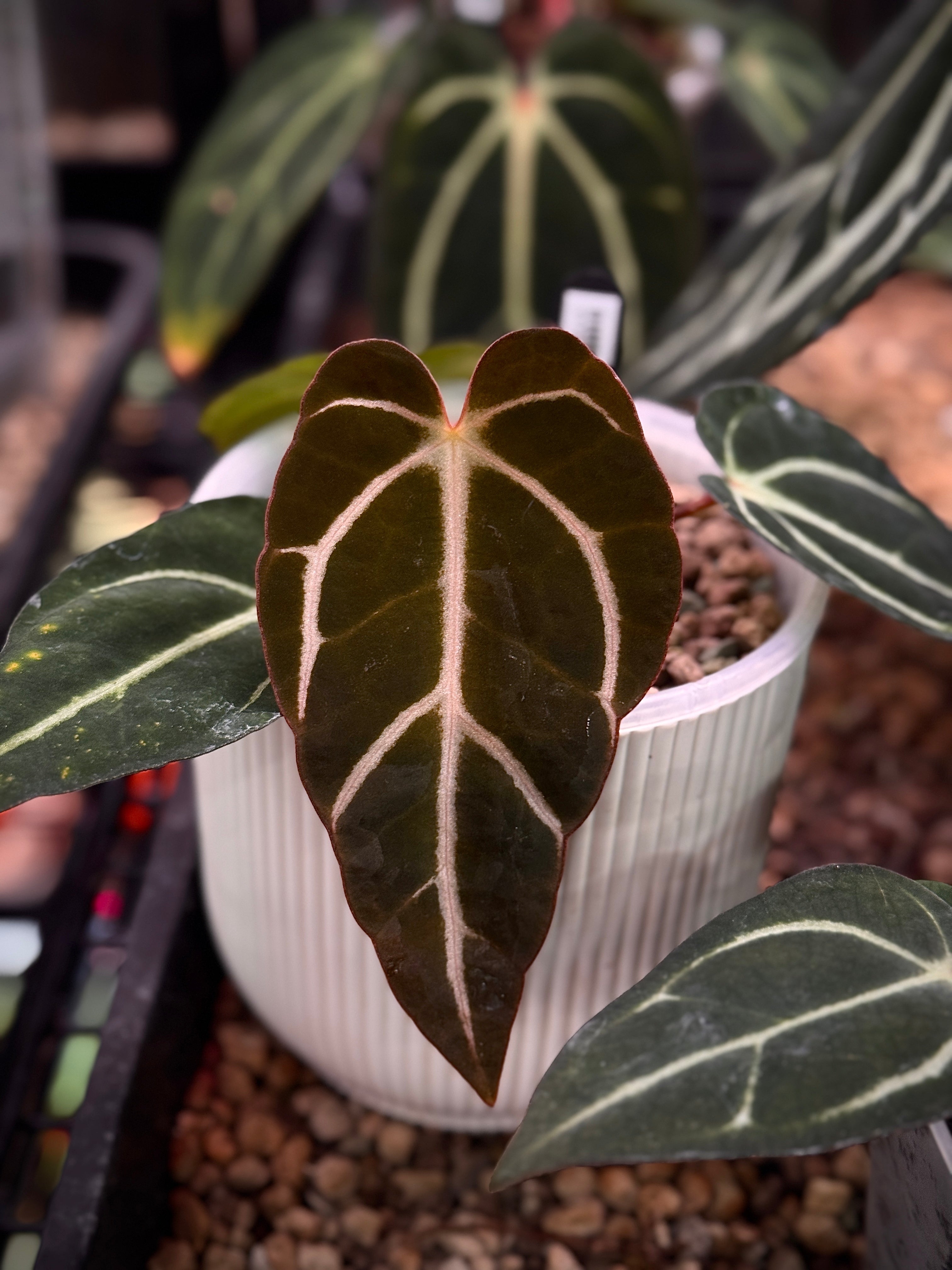 NFS: Anthurium Carlablackiae PM2 x PM1