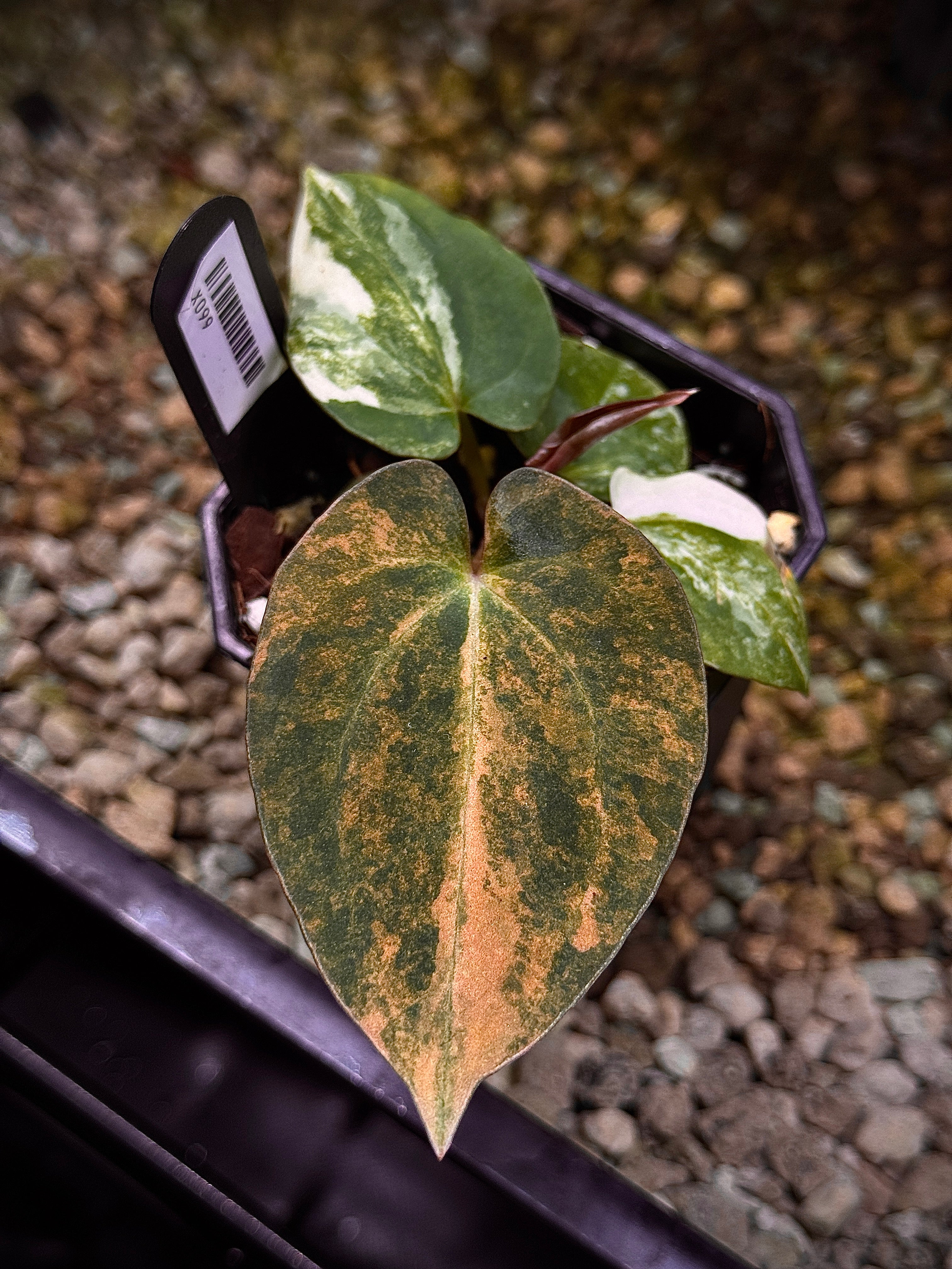 NFS: Anthurium Papillilaminum Variegata x BVEP (Tezula) - SMUKHI