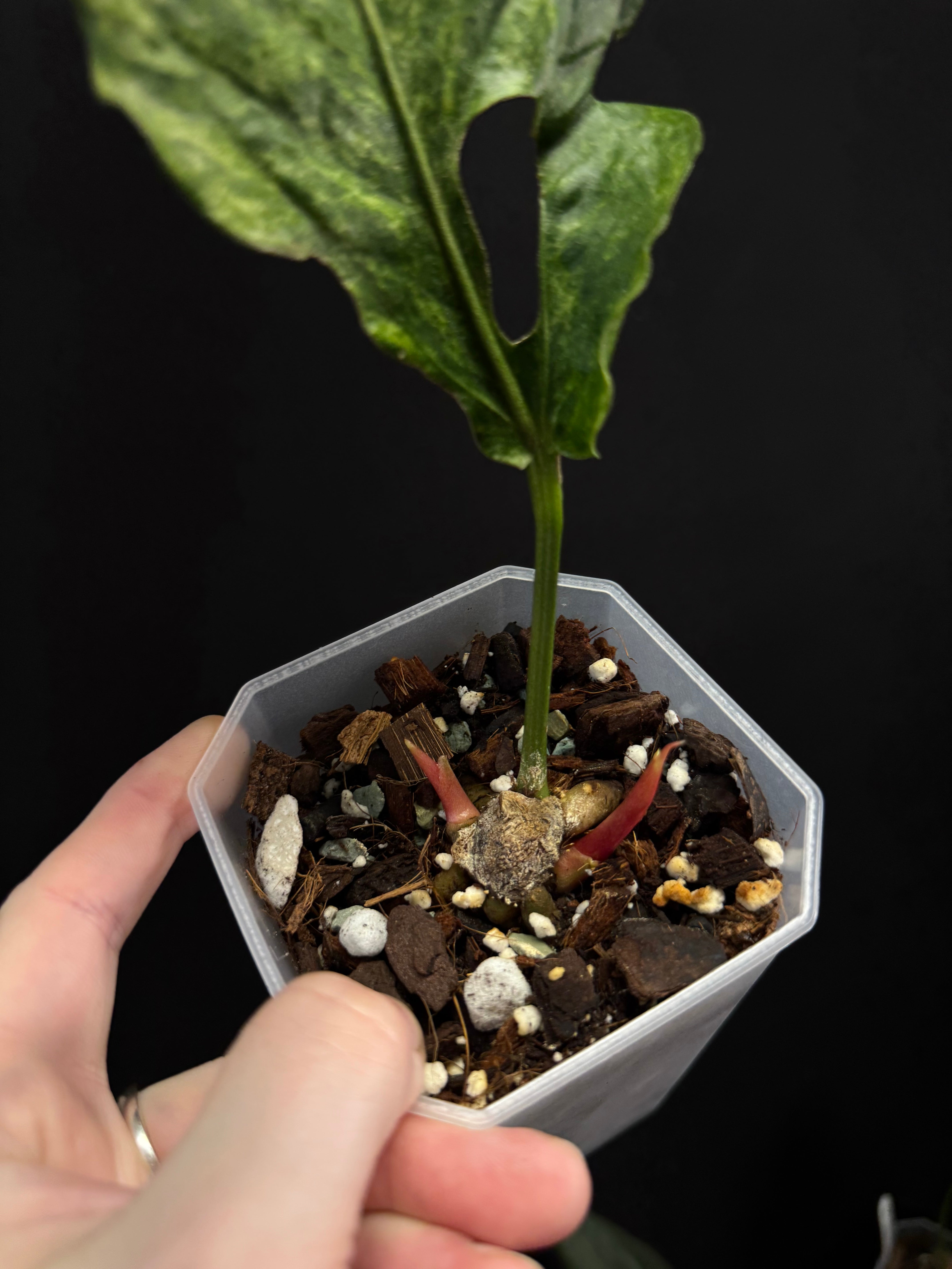 Anthurium Bonplandii Variegata