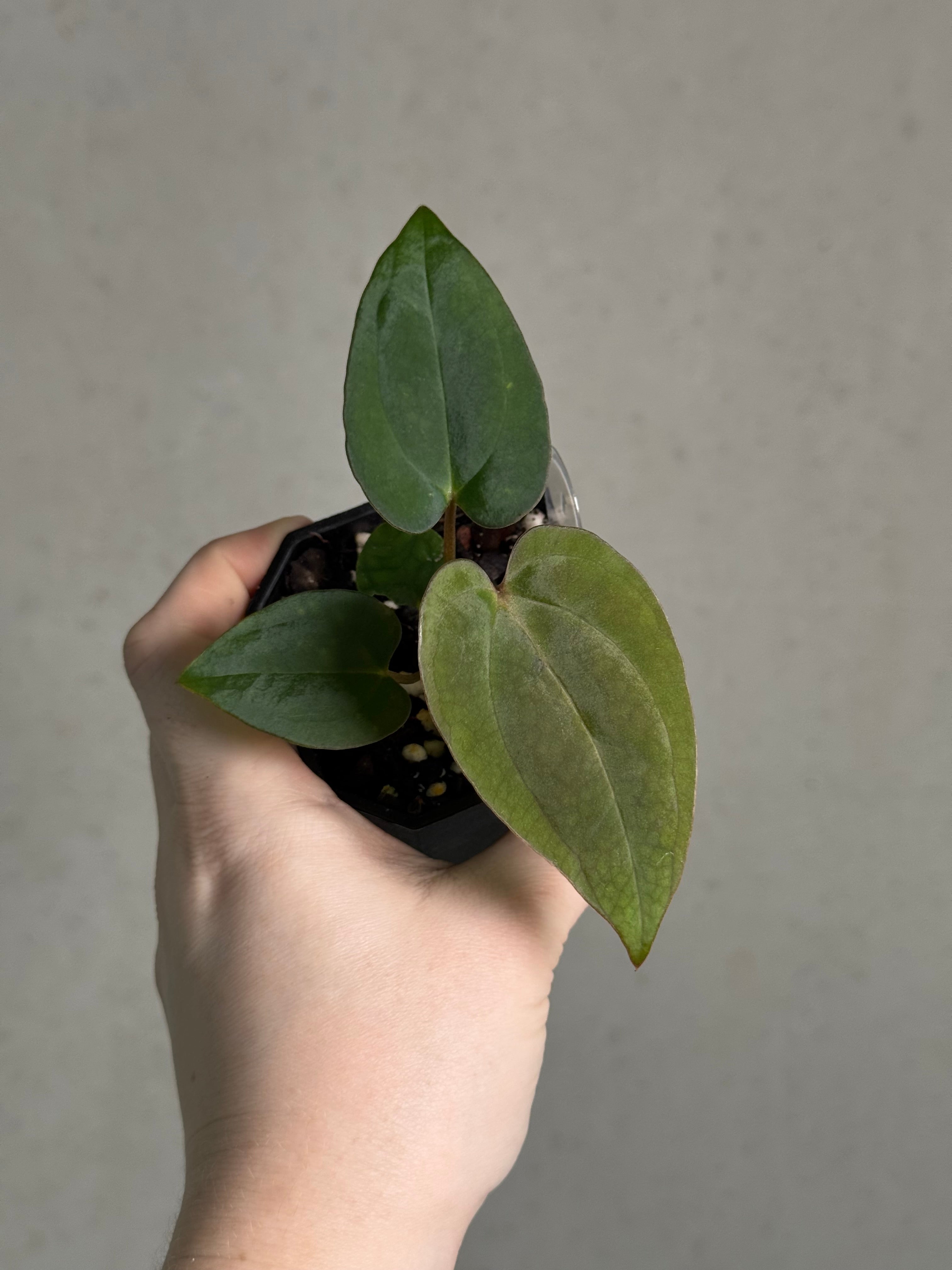 Anthurium (BVEP x Luxurians) x Carlablackiae ('Round' x GPH-001) - SMUKHI