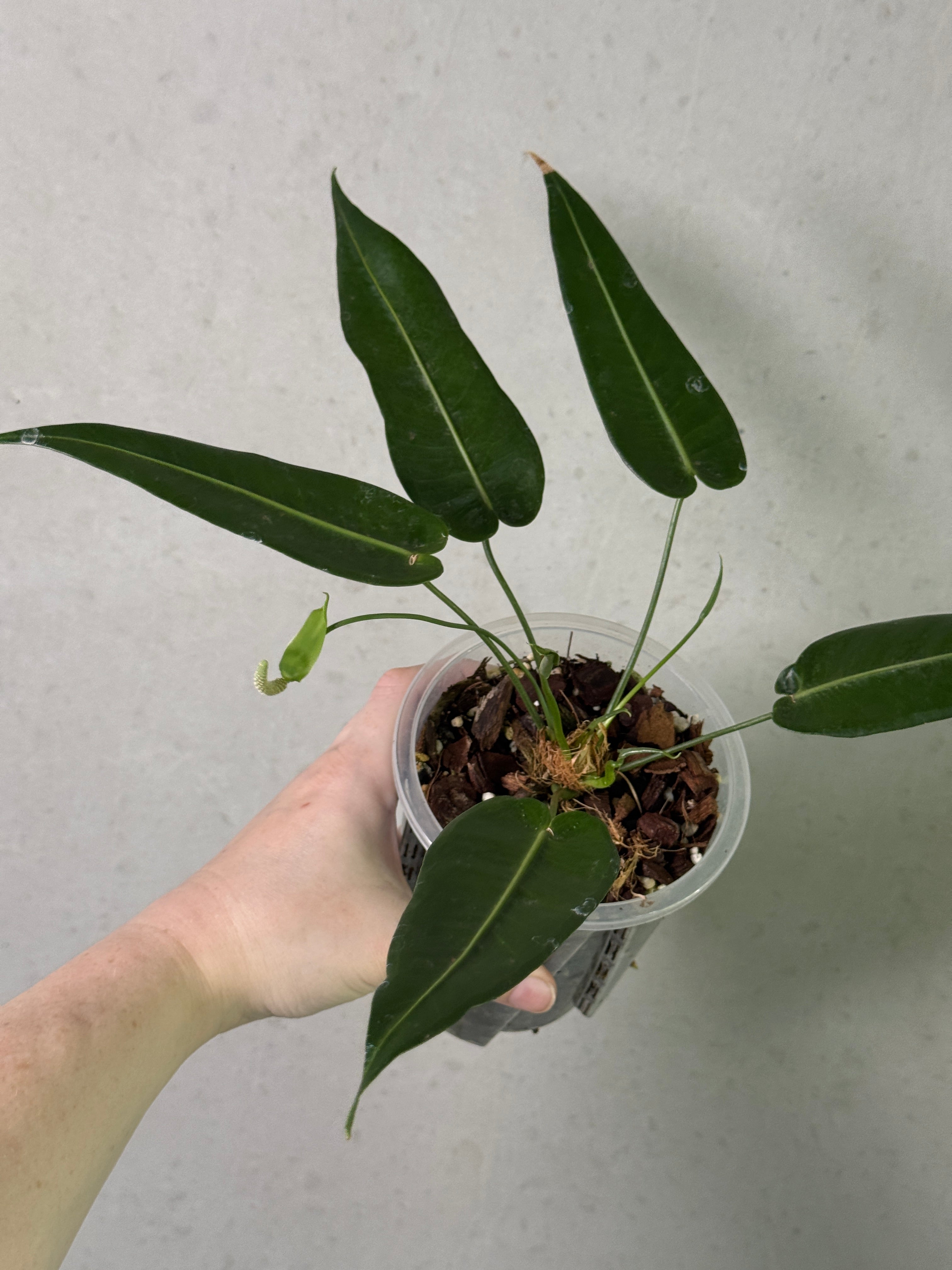 Anthurium Timplowmanii