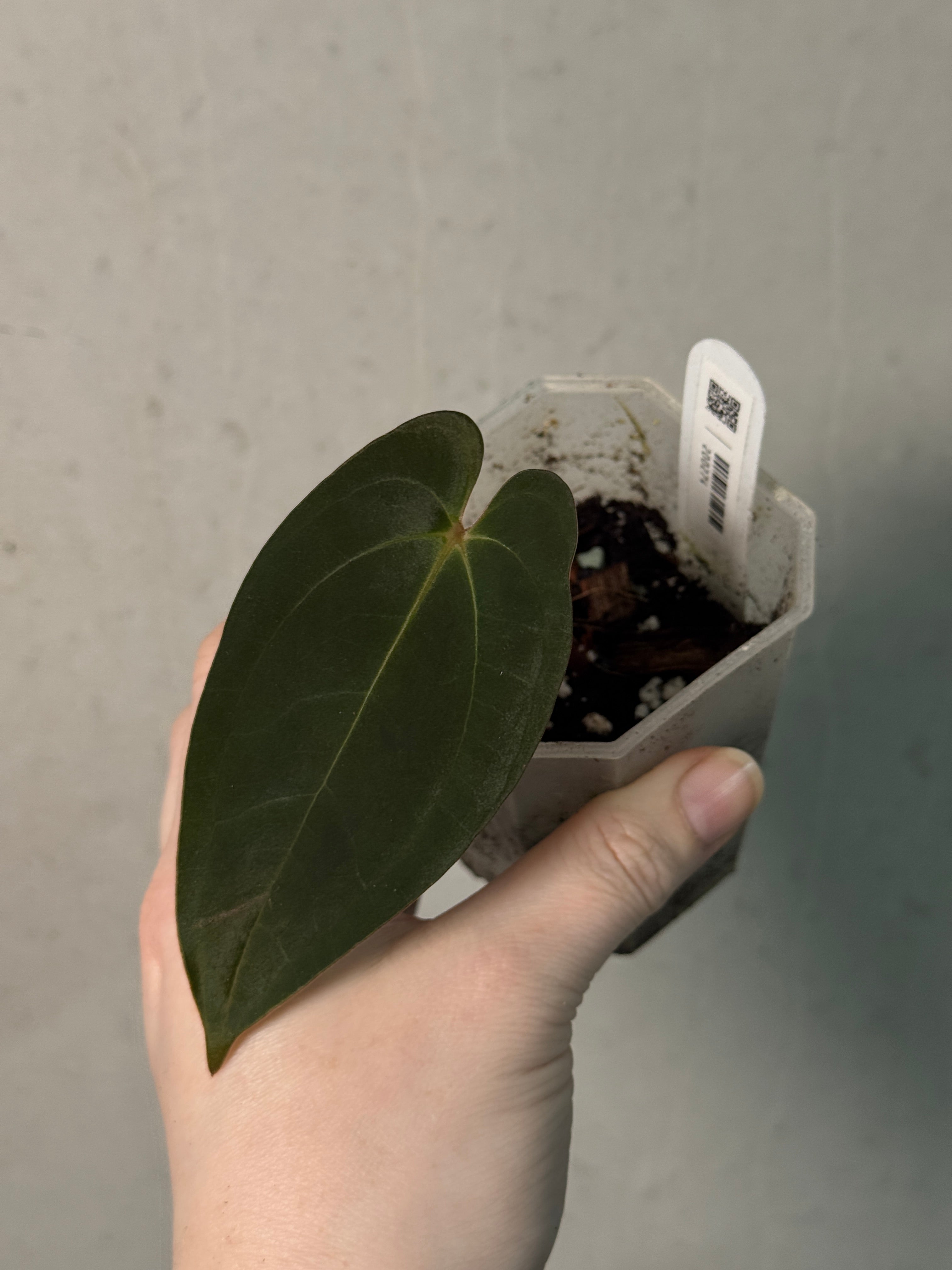 Anthurium Papillilaminum 'Lago Gatun' F1 - Clone - SMUKHI