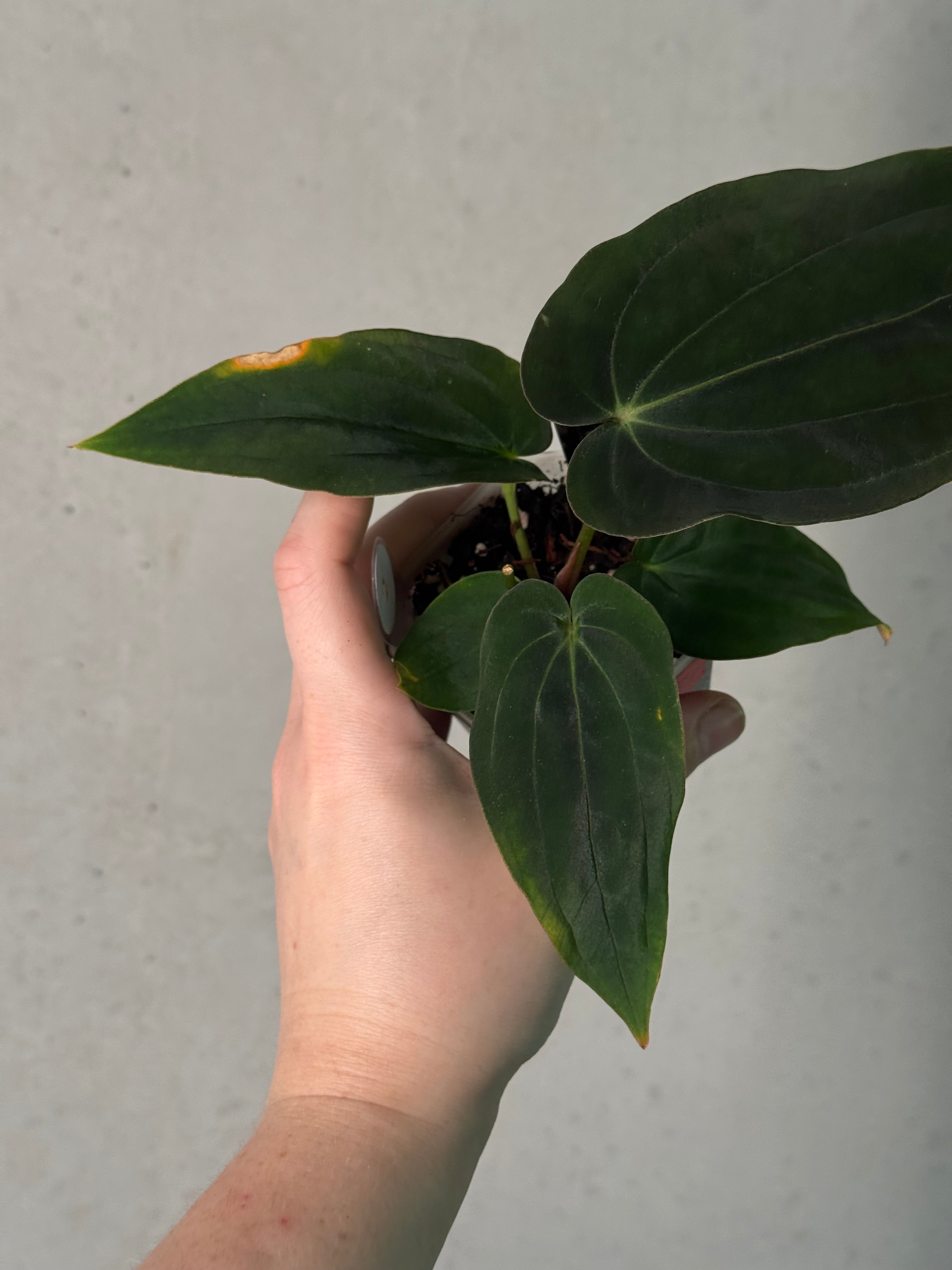Anthurium Antolakii (BVEP) ‘Round’ x RA1 F2