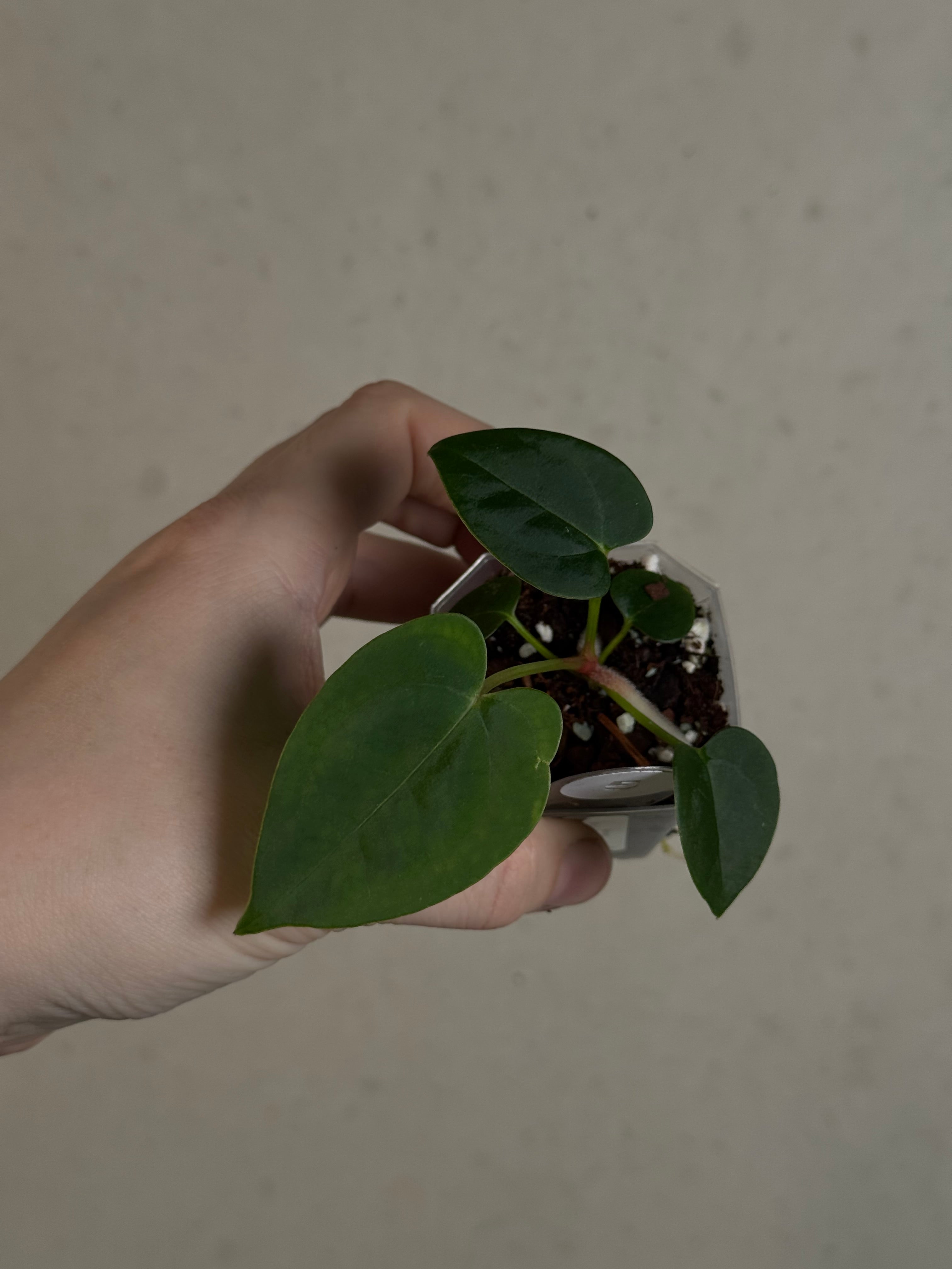 Anthurium (Blue Papillilaminum x Forgetii) x (Papillilaminum XOne x XOne)