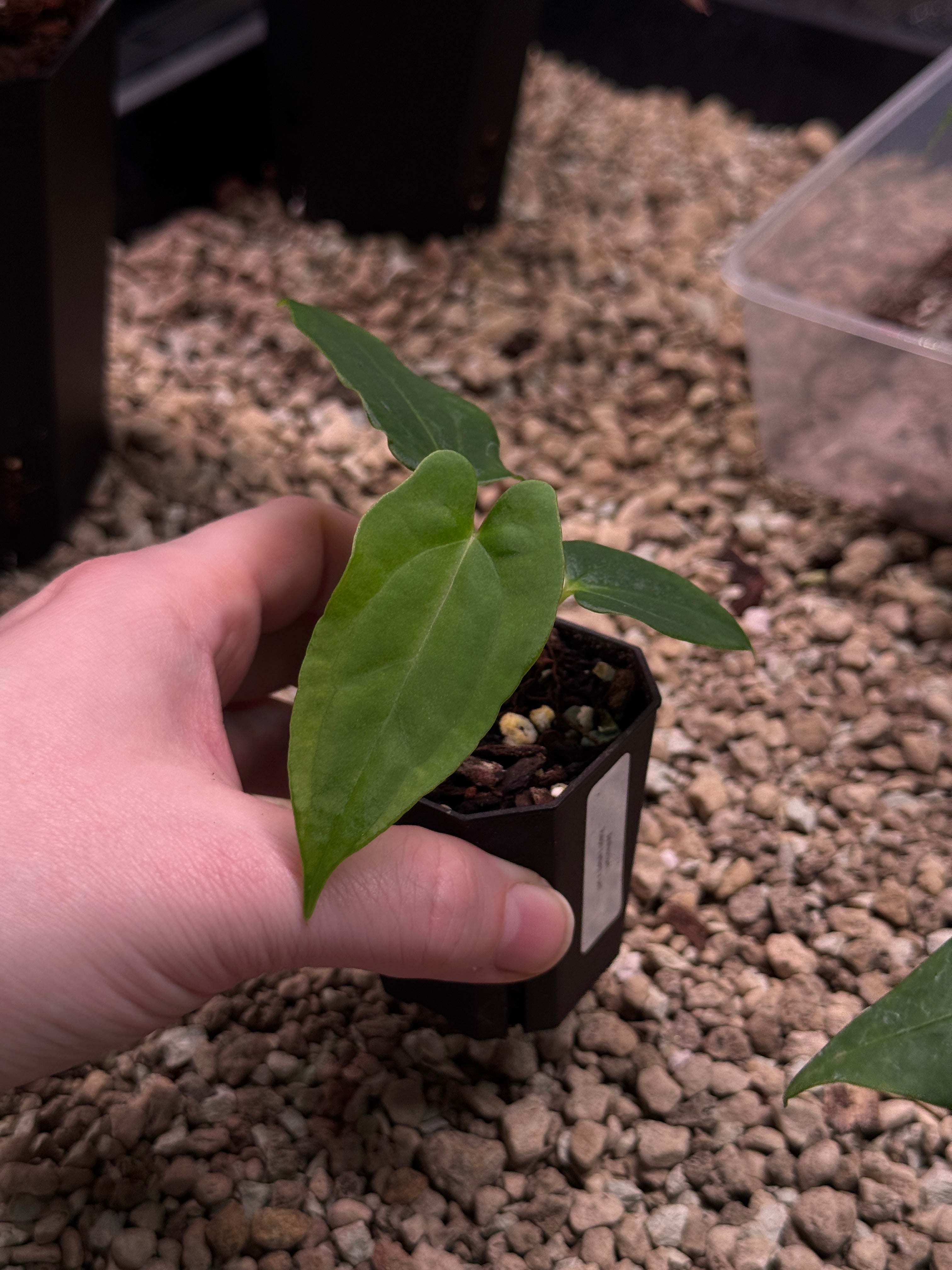 Anthurium Ralph Lynam x self