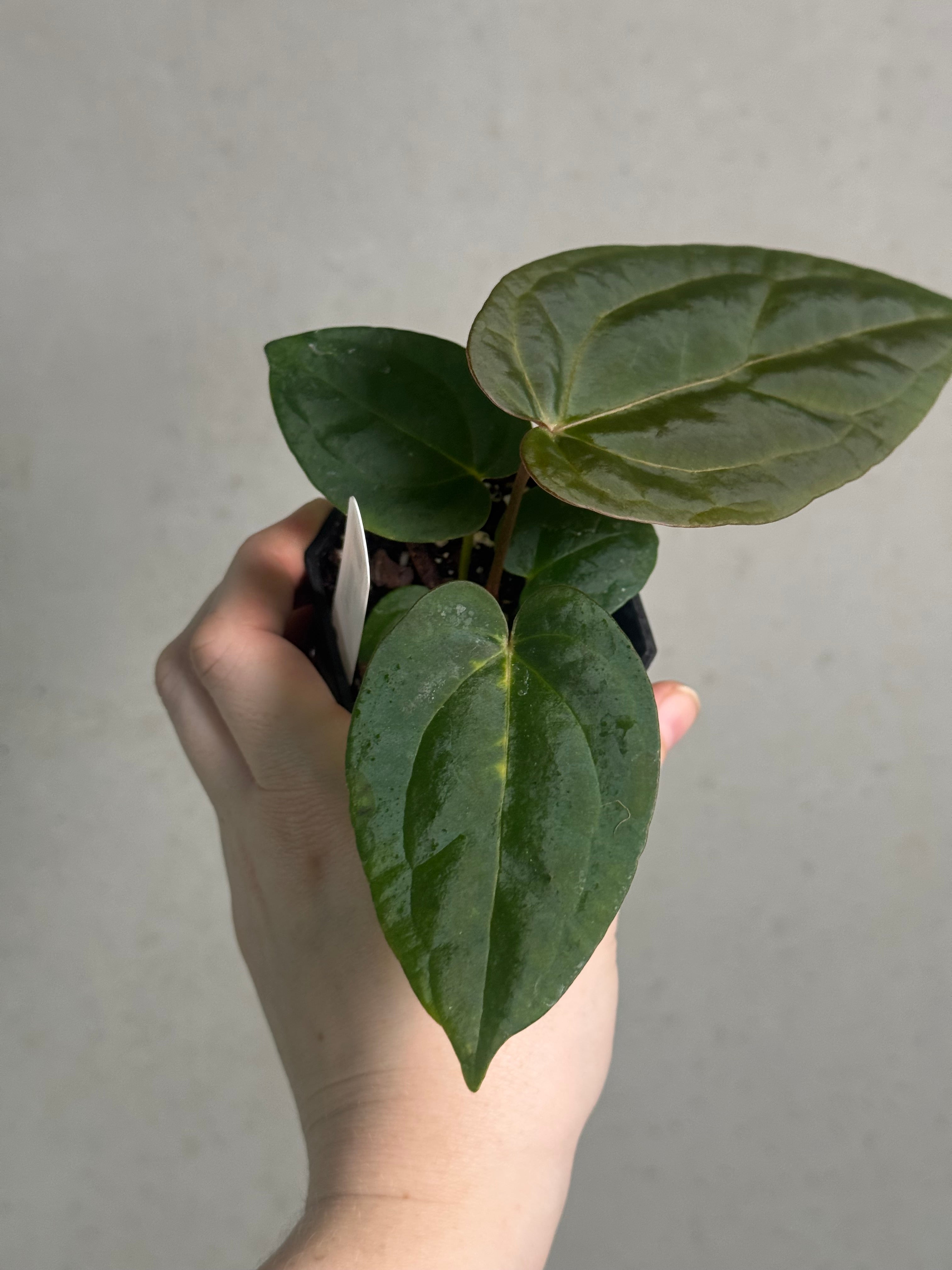 Anthurium (Ralph Lynam x self) x (Zara '29' x (Michelle x Zara '28')) - SMUKHI