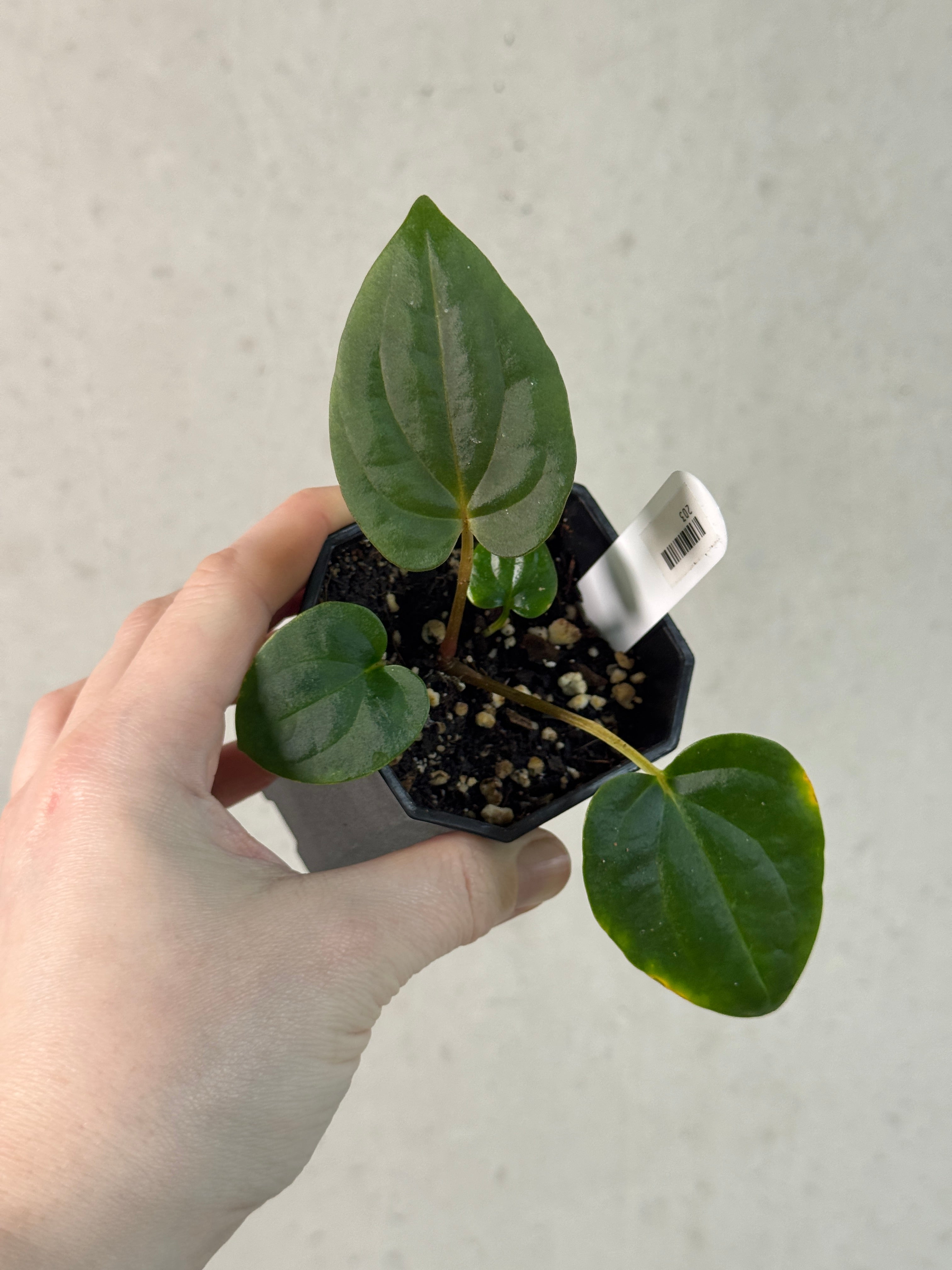 Anthurium Dressleri NSE 'Obsidian' x (Black x RG F2 Dark)