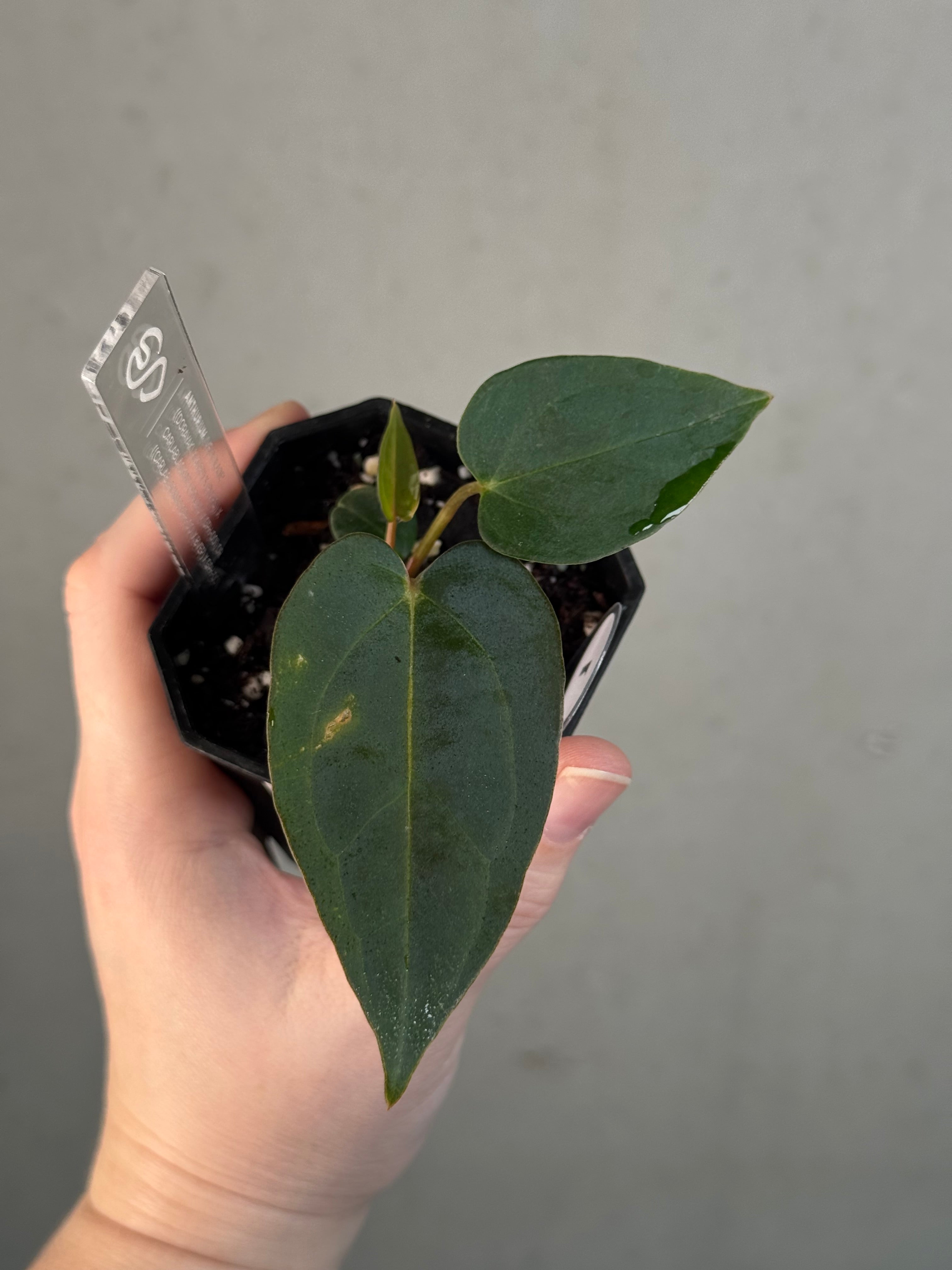Anthurium ‘Vein Blade’