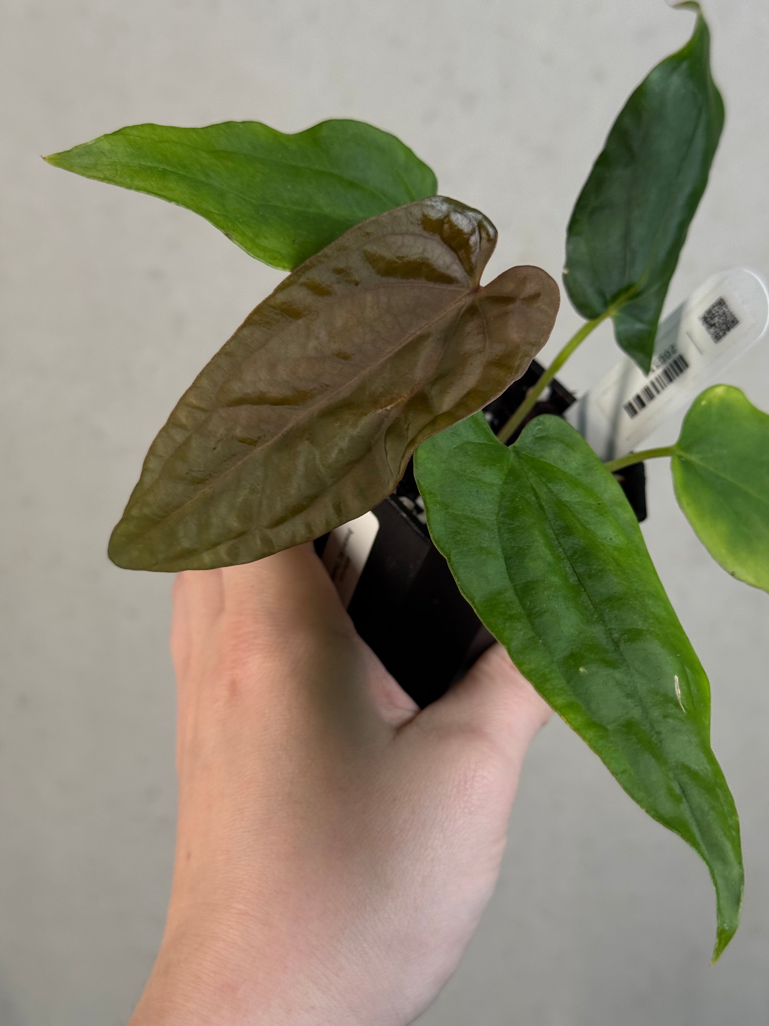 Anthurium Dressleri NSE 'Obsidian' x RG