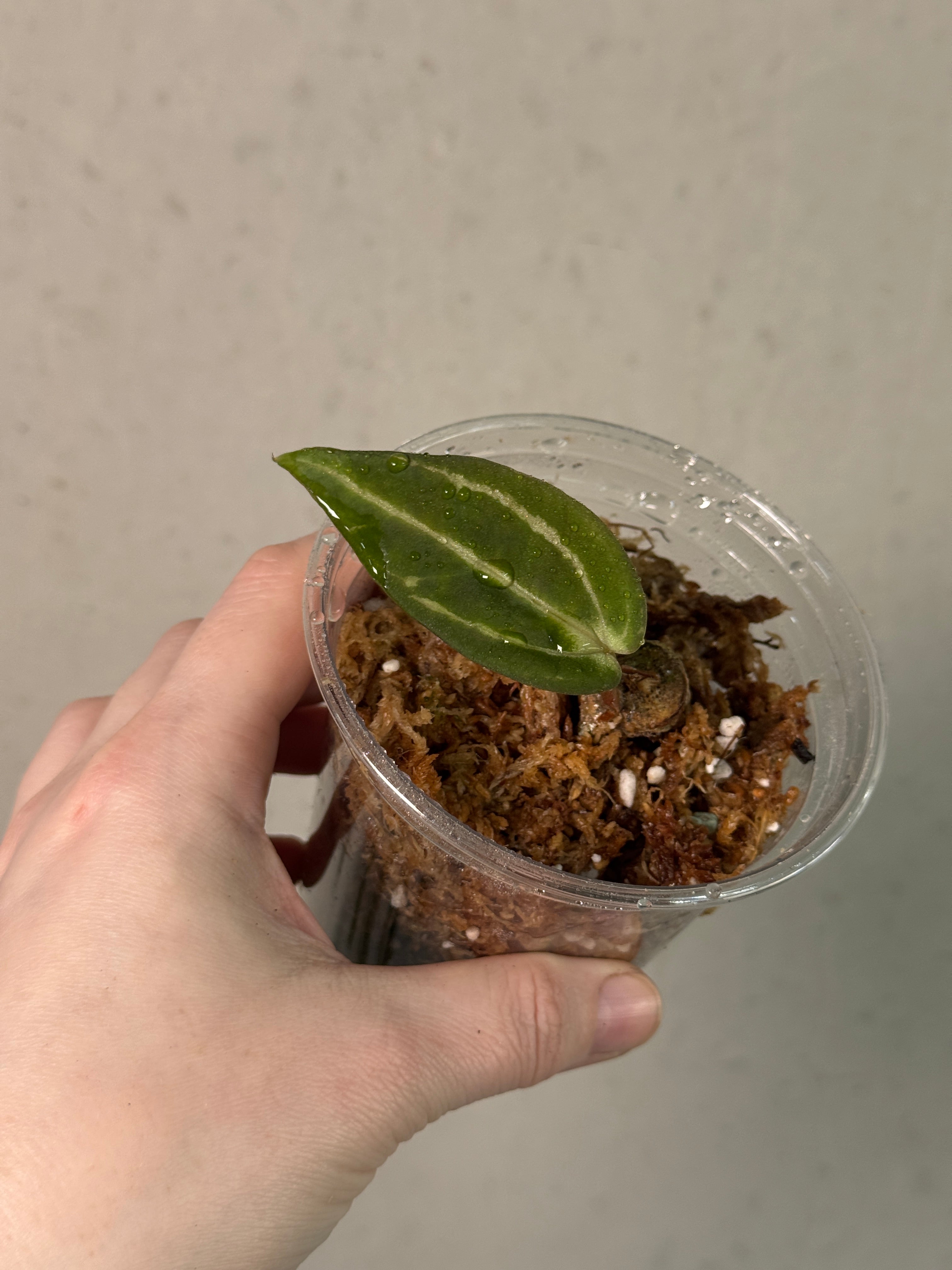 Anthurium Carlablackiae 'Round' x GPH-001 - Clone - Pre-order