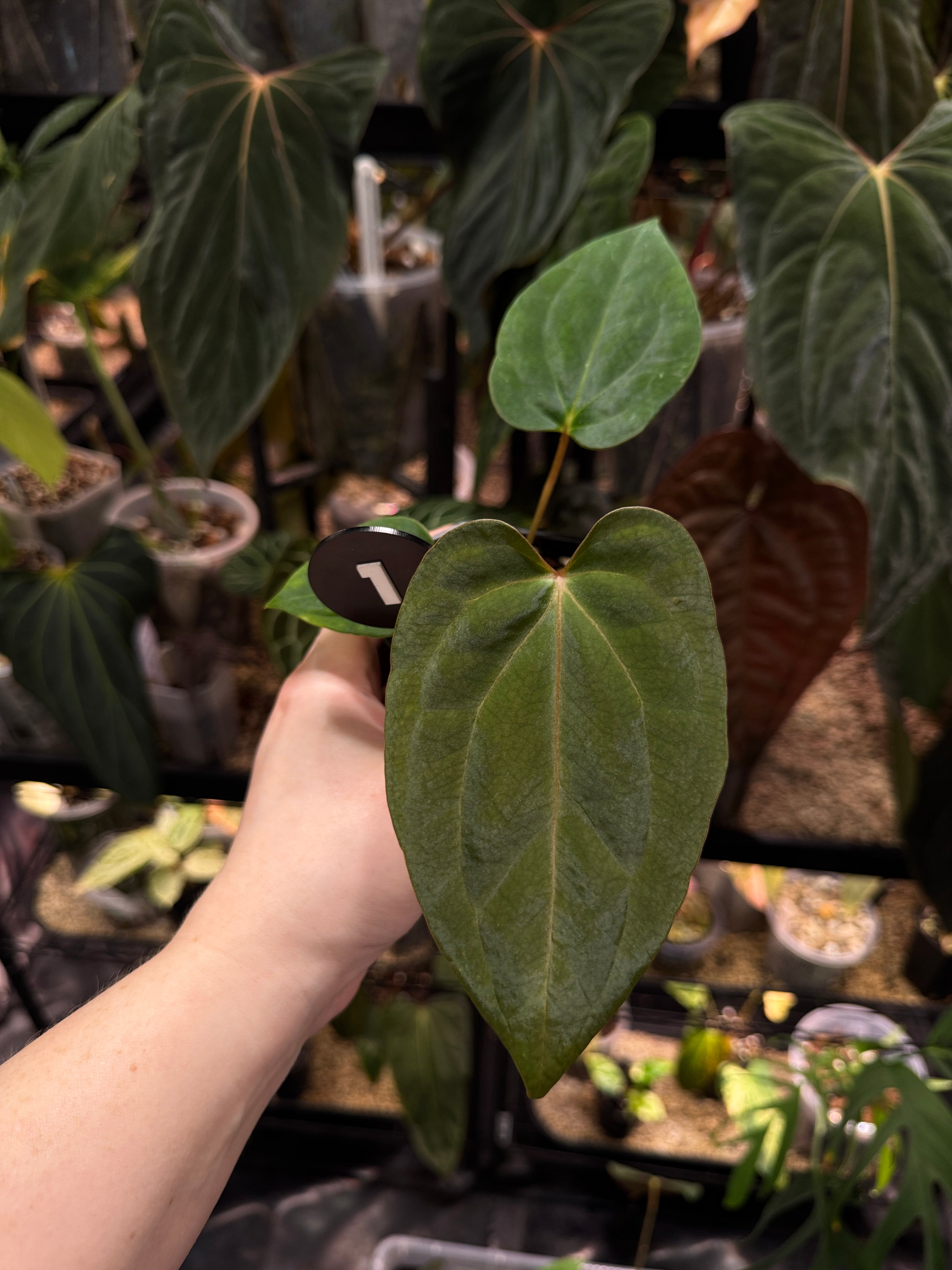 Anthurium Fort Sherman S1 x Carlablackiae x