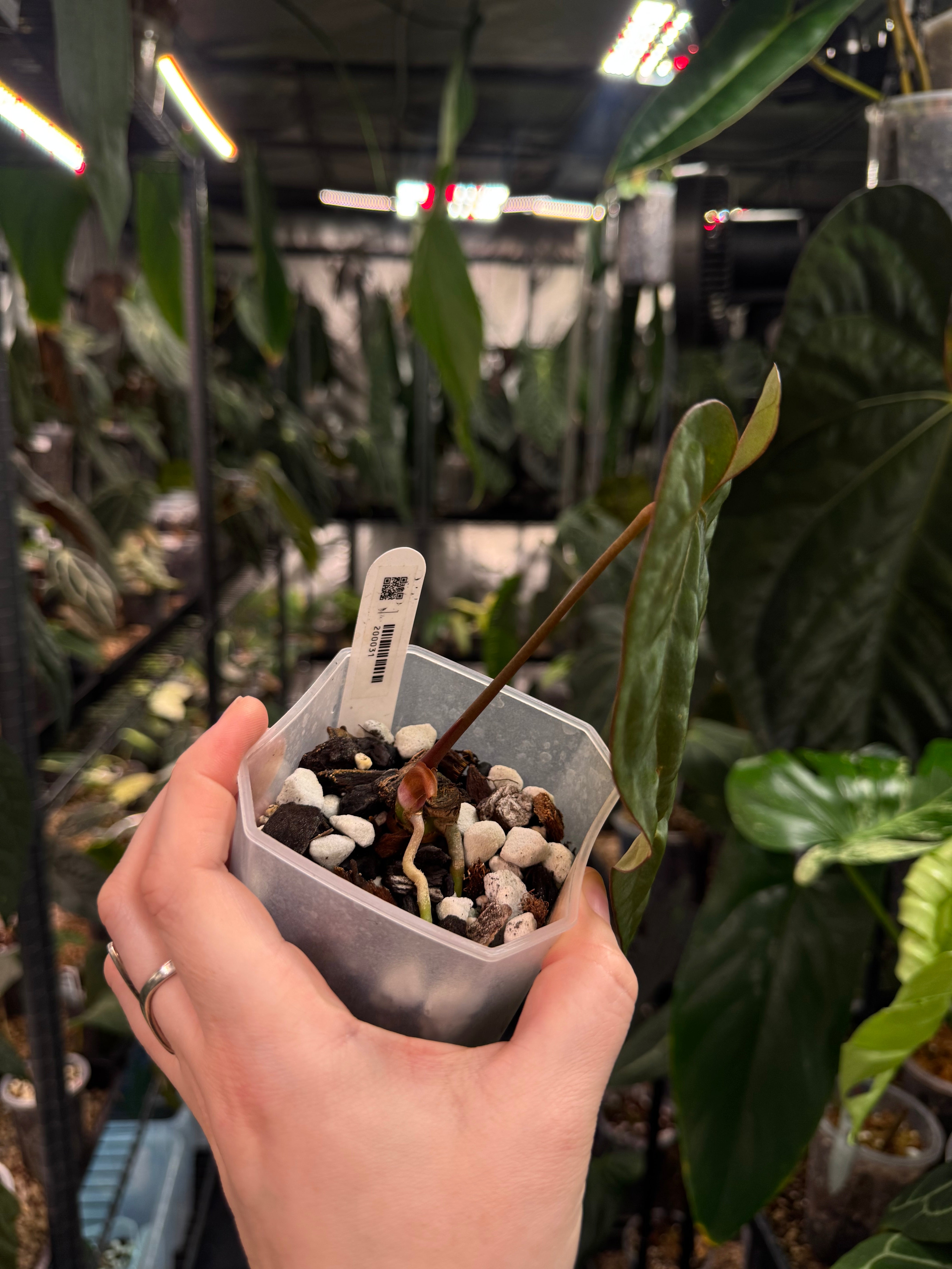 Anthurium Ace of Spades Dark Form x Papillilaminum "IL" - Clone