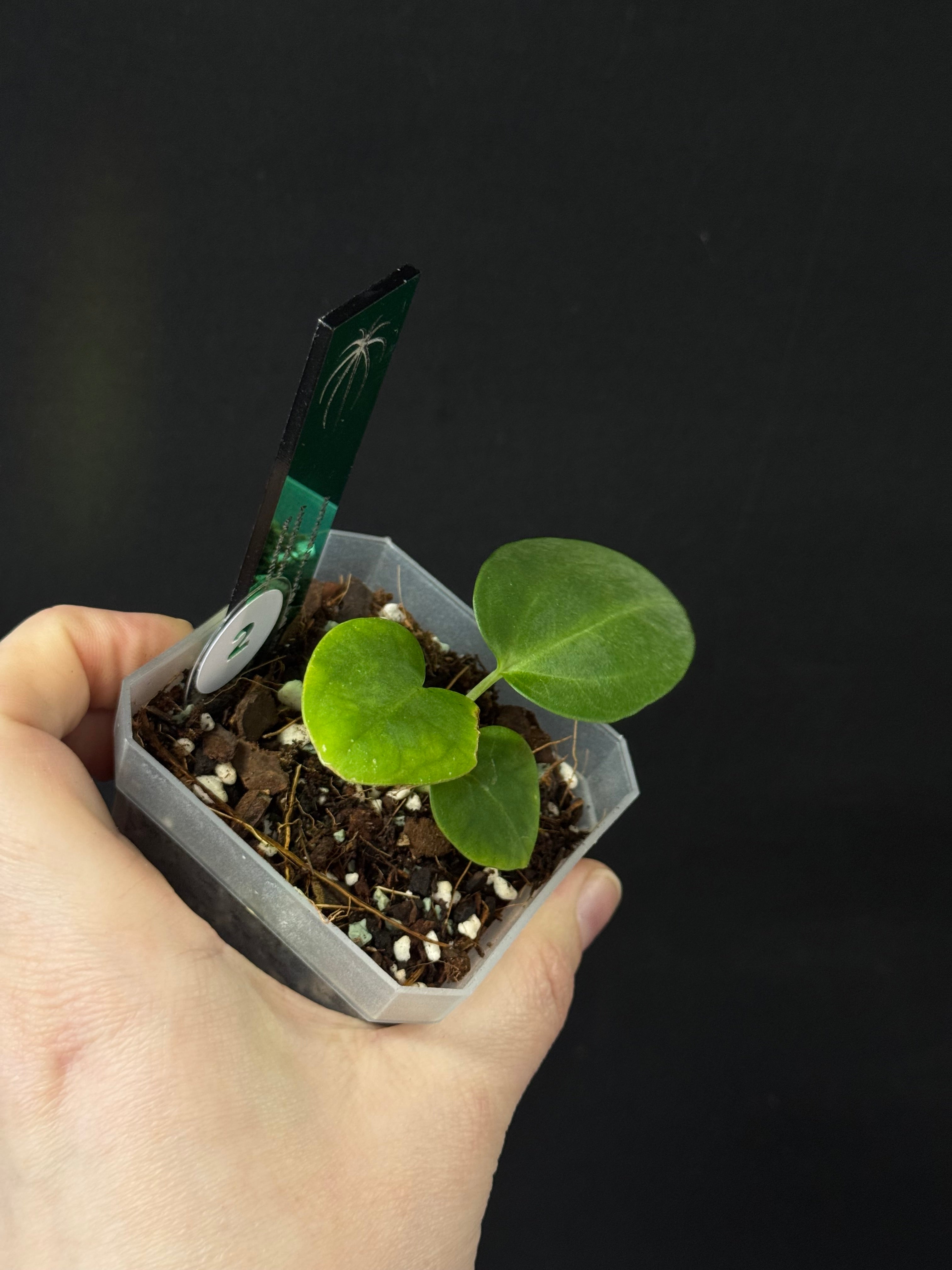 Anthurium Antolakii (BVEP) 'Dark Star' x Carlablackiae GPH-001