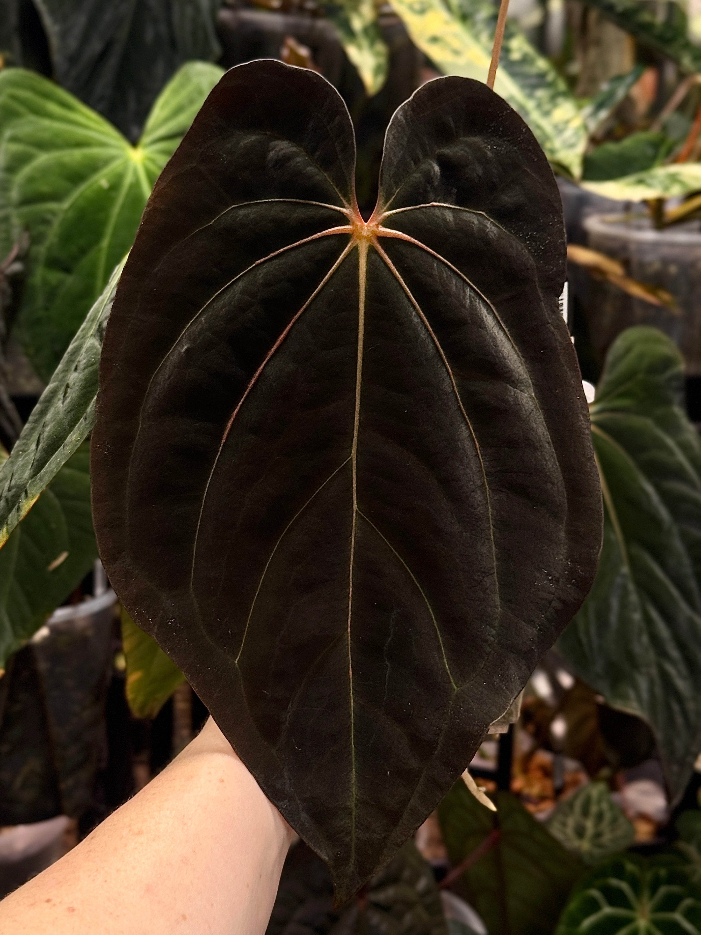 Anthurium Michelle x (Carlablackiae x BVEP)
