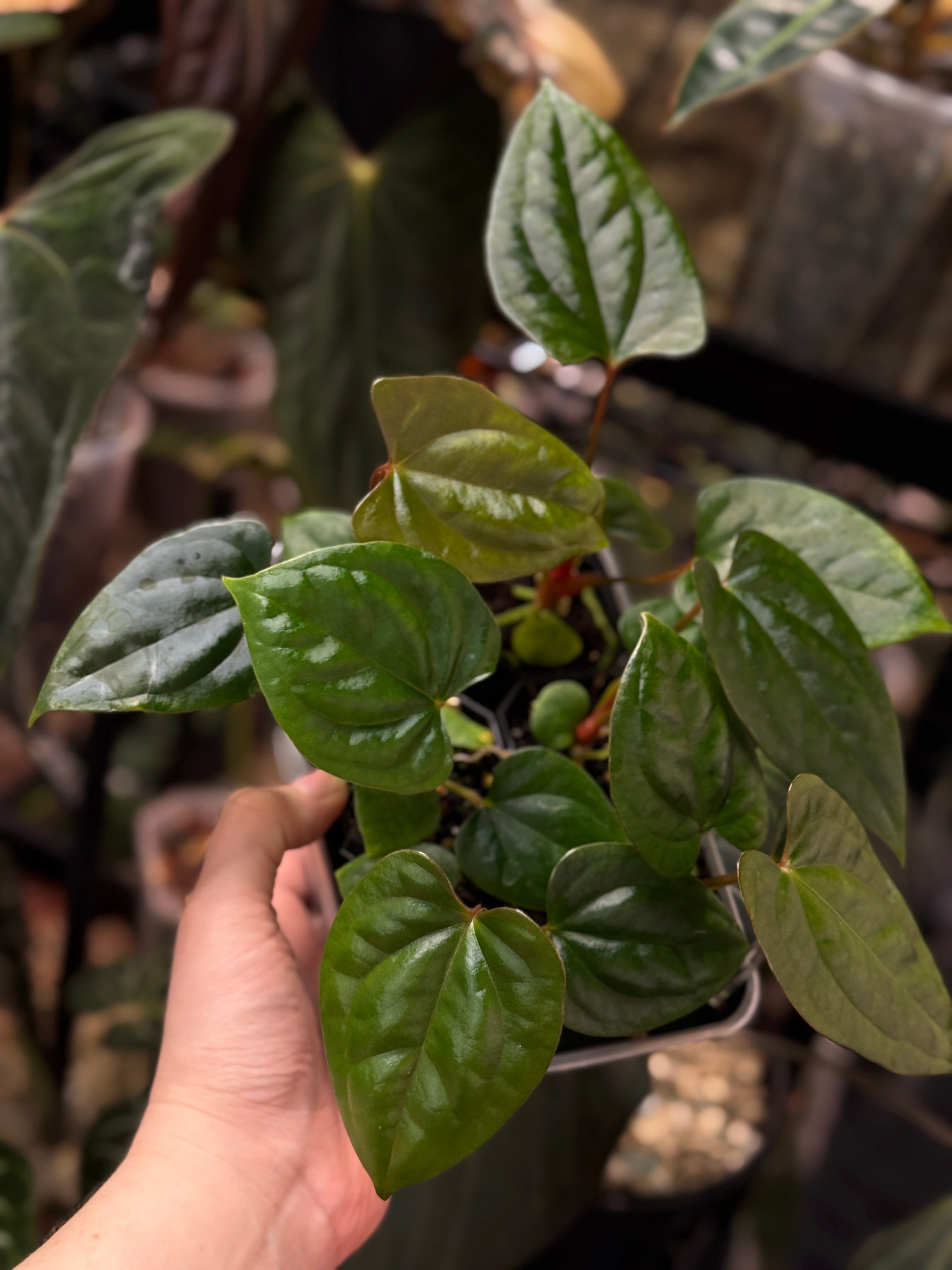 Anthurium (Dark Phoenix x Goliath) x (sp. Napo x Luxurians)
