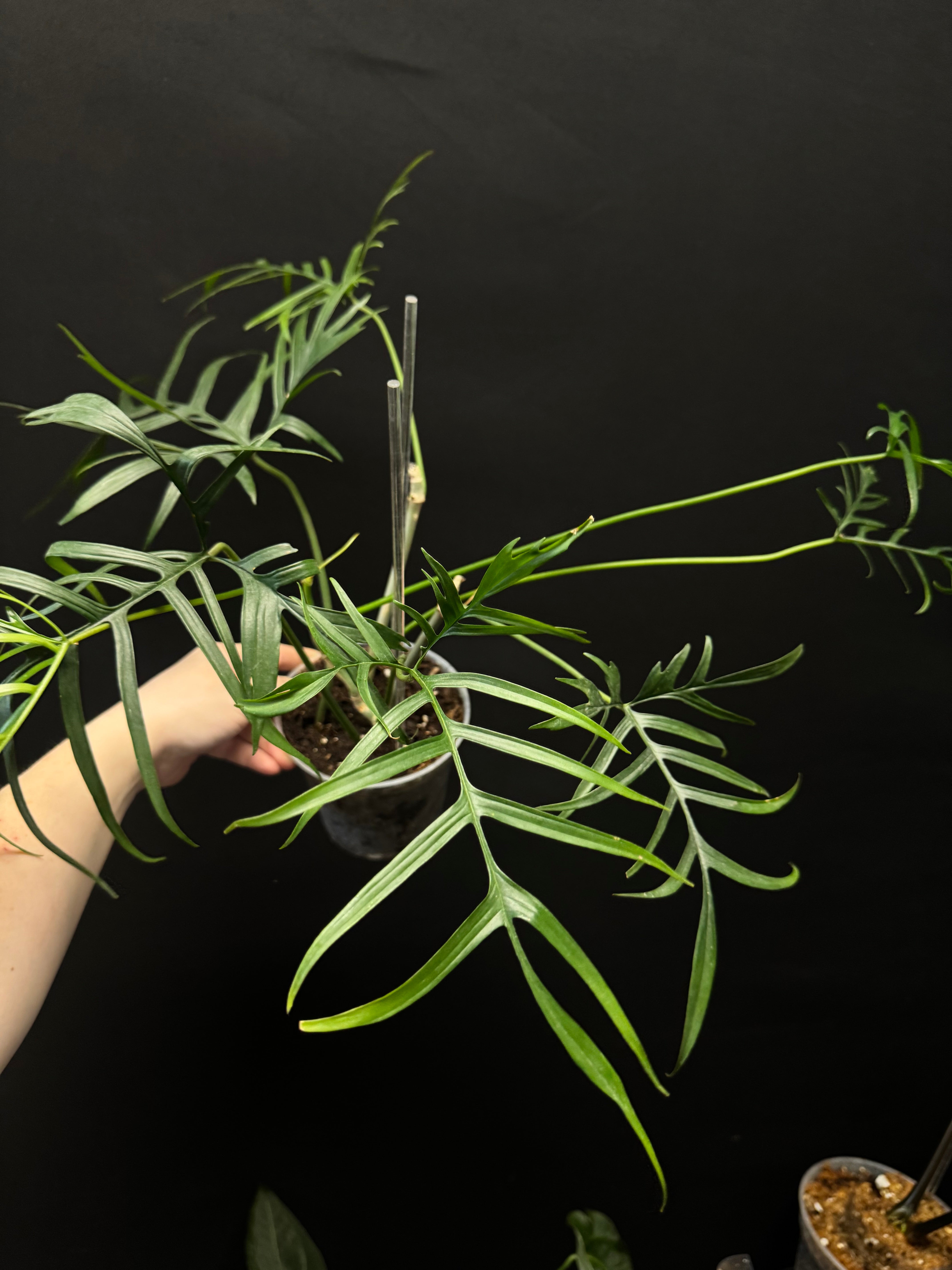 Philodendron Polypodioides