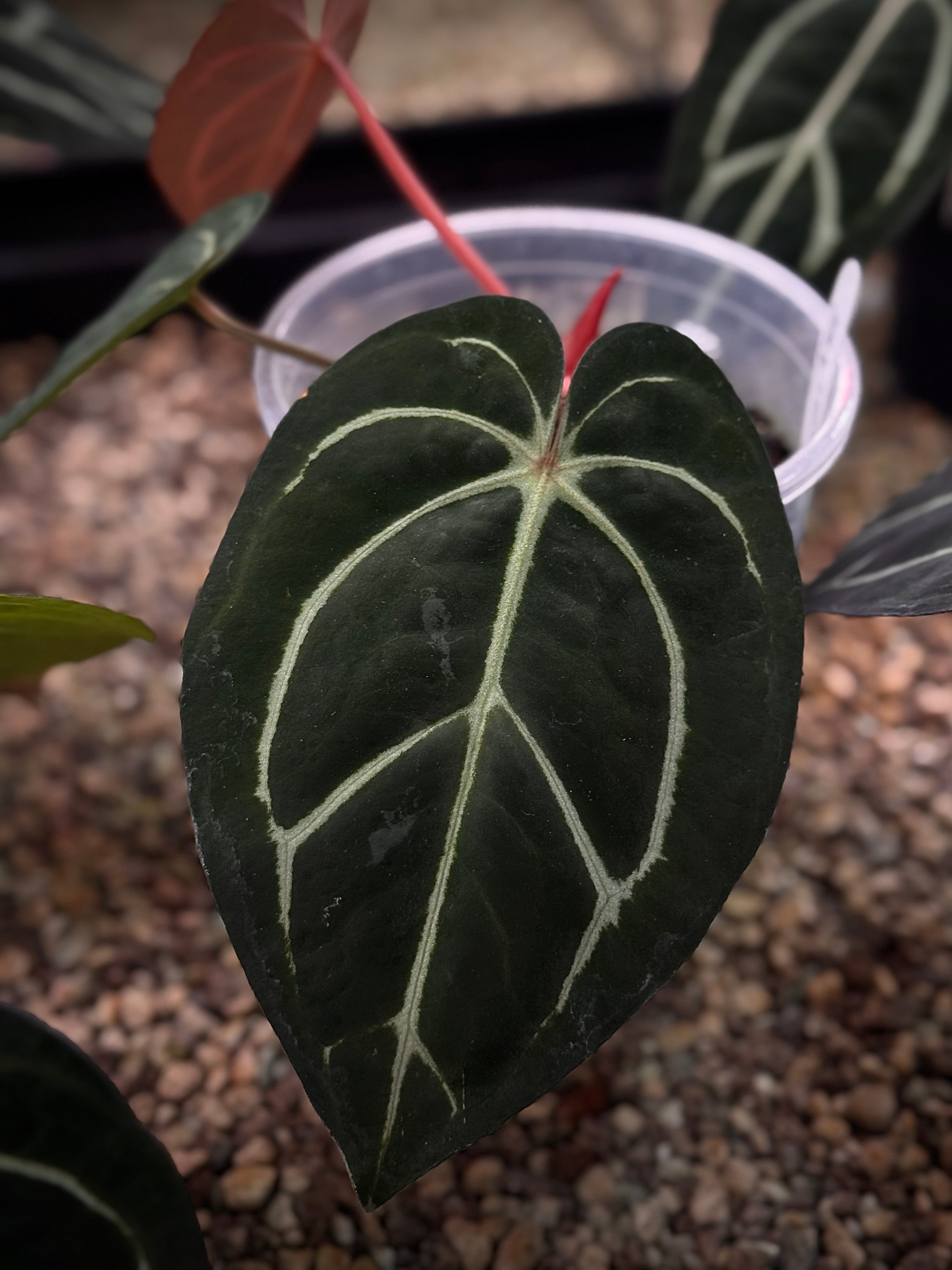 NFS: Anthurium Carlablackiae WU1 S1