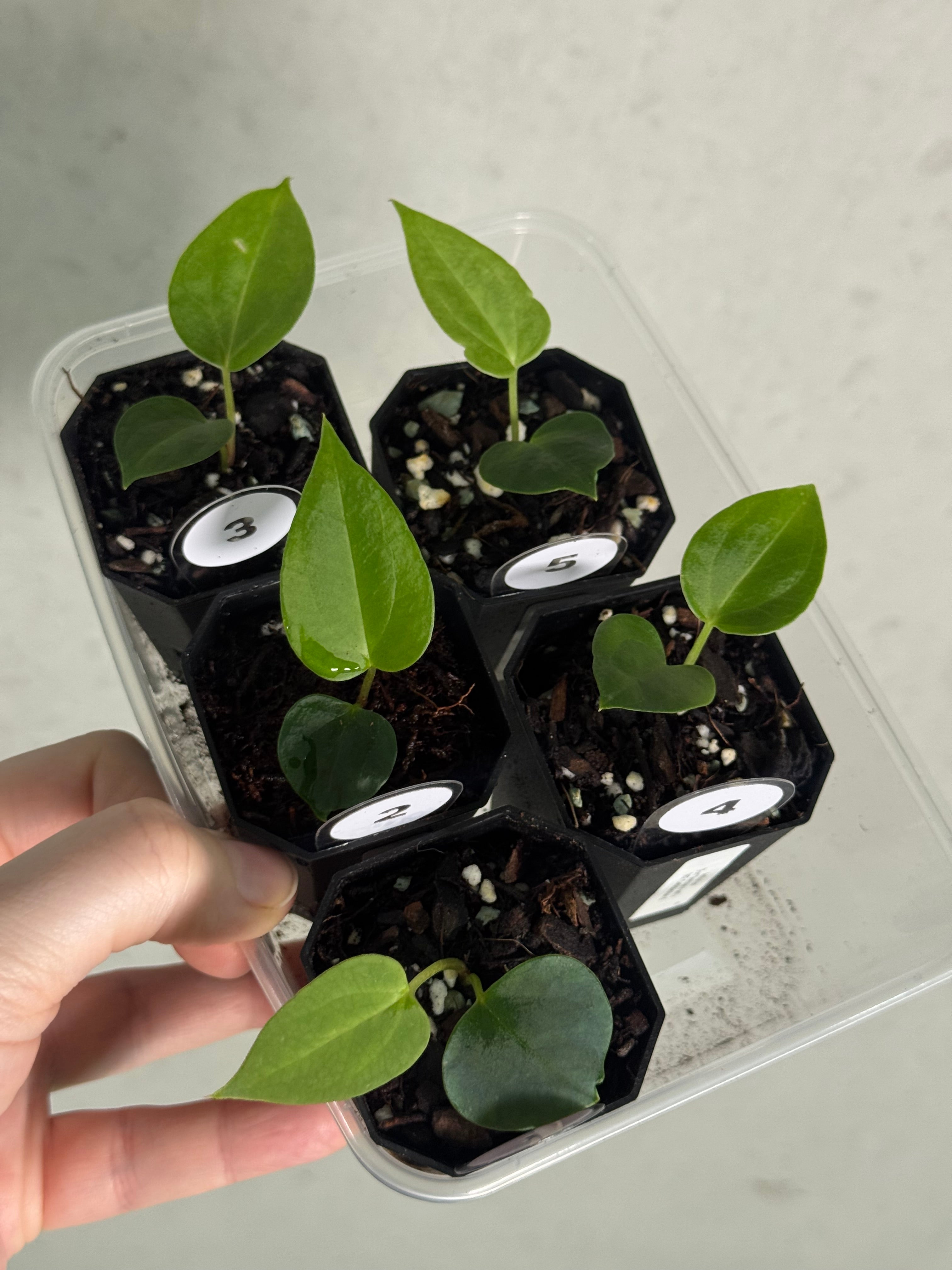 Anthurium (Fort Sherman x self) x (NSE Carlablackiae x) - SMUKHI