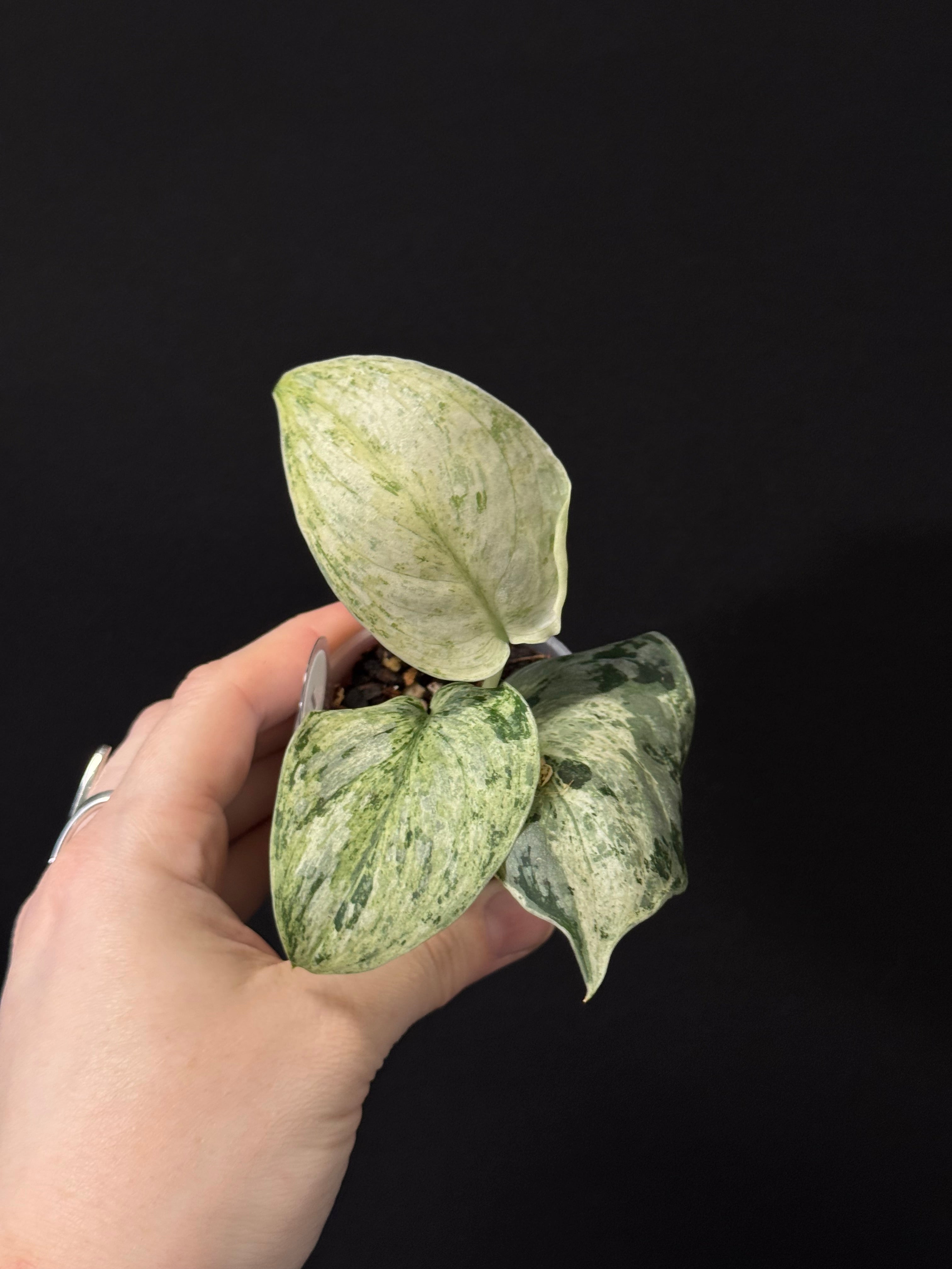 Scindapsus Peasun