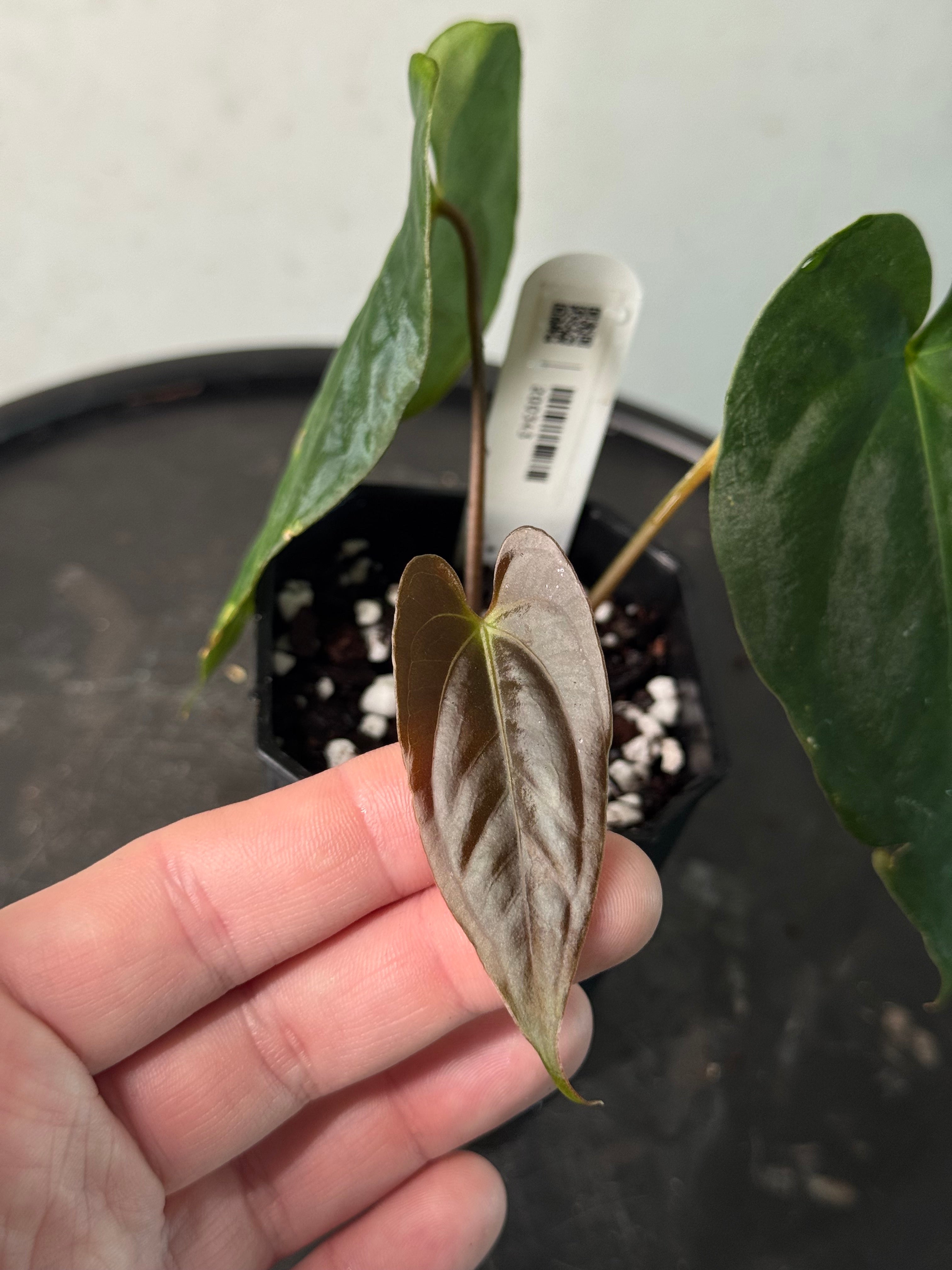 Anthurium Papillilaminum ‘Lago Gatun’ F1 - Clone