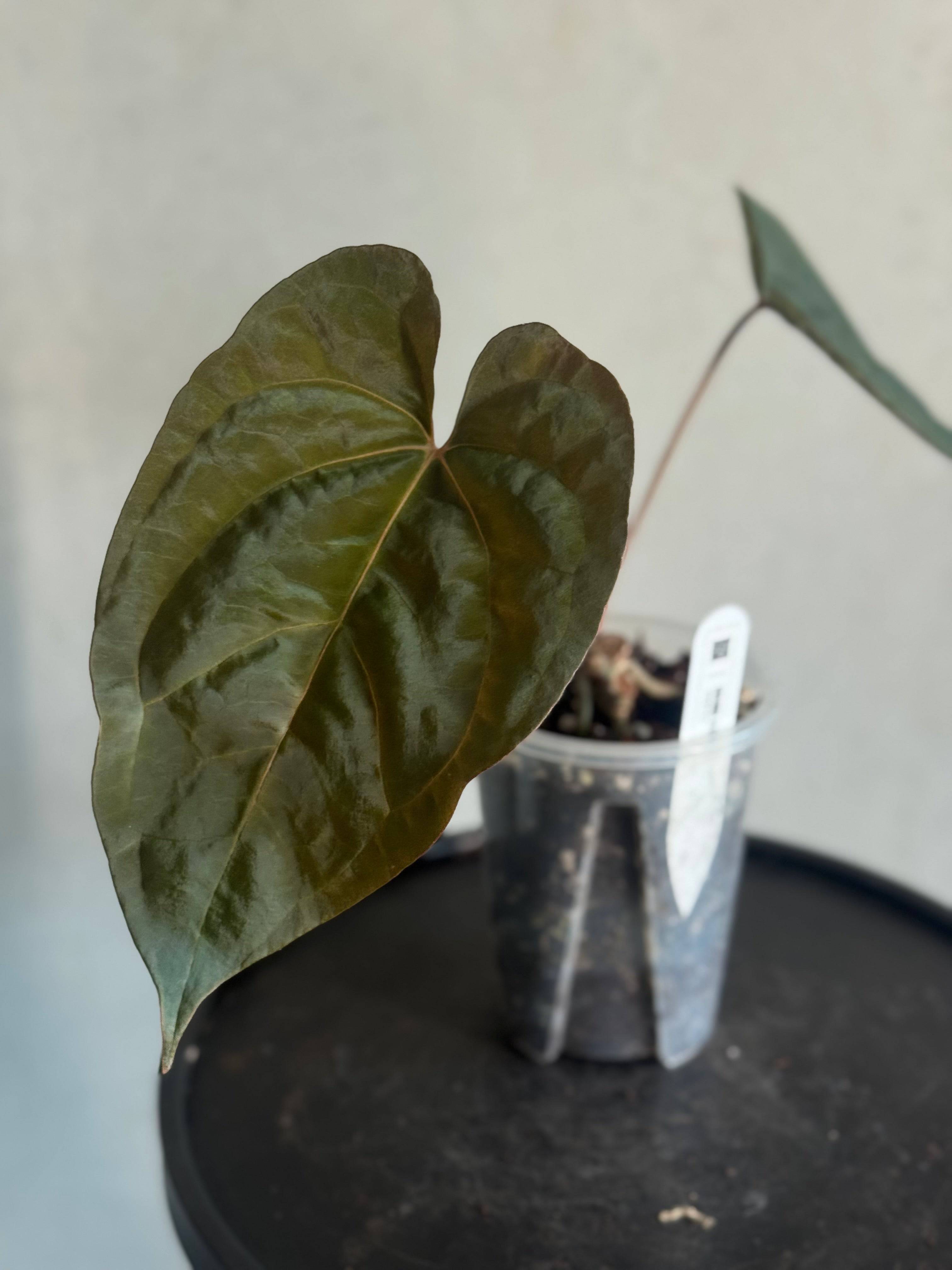 Anthurium Goliath x Dark Phoenix - Clone - SMUKHI