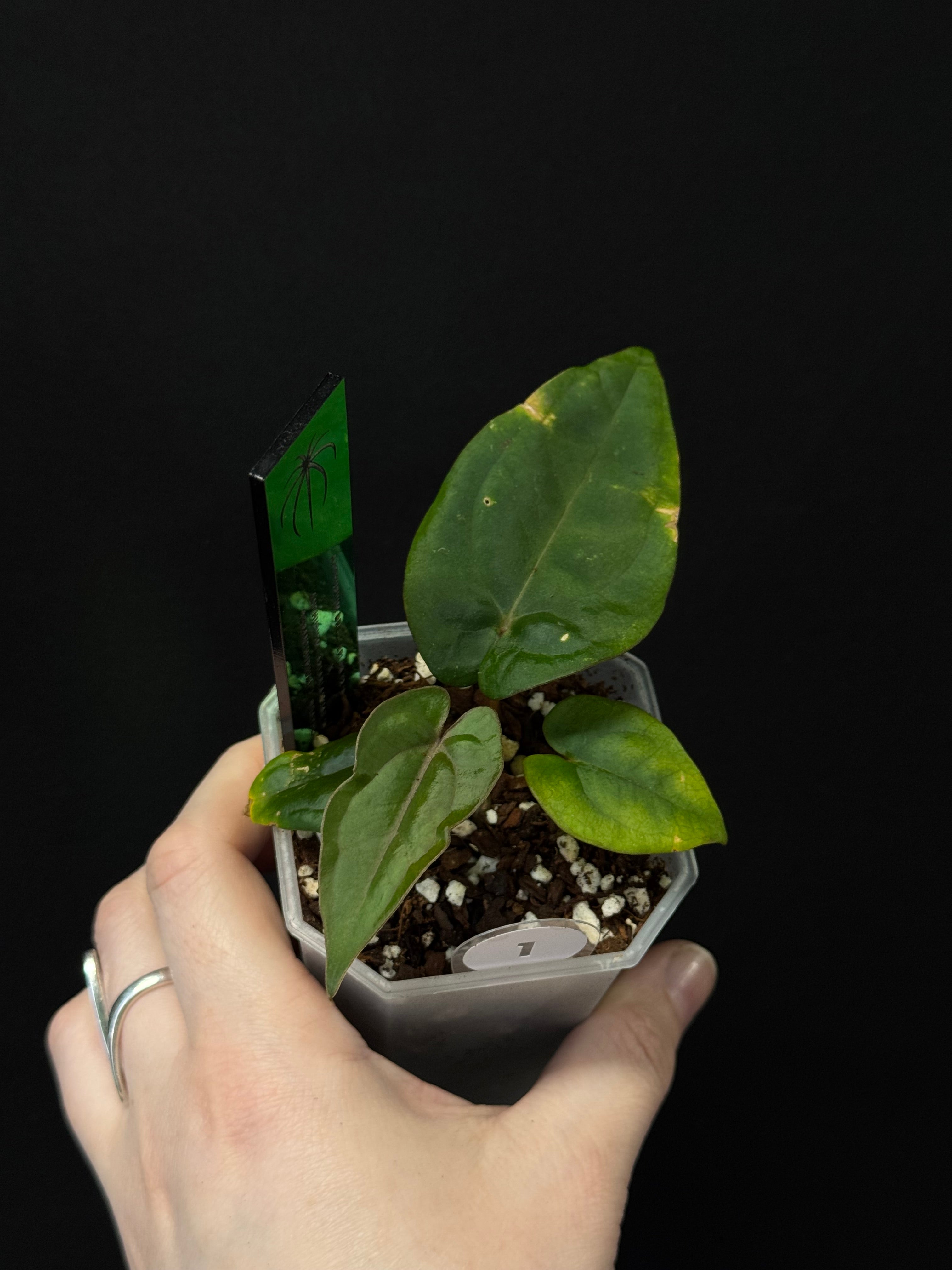 Anthurium Dressleri RG F2 ‘Dark Clone’ x Carlablackiae GPH-001