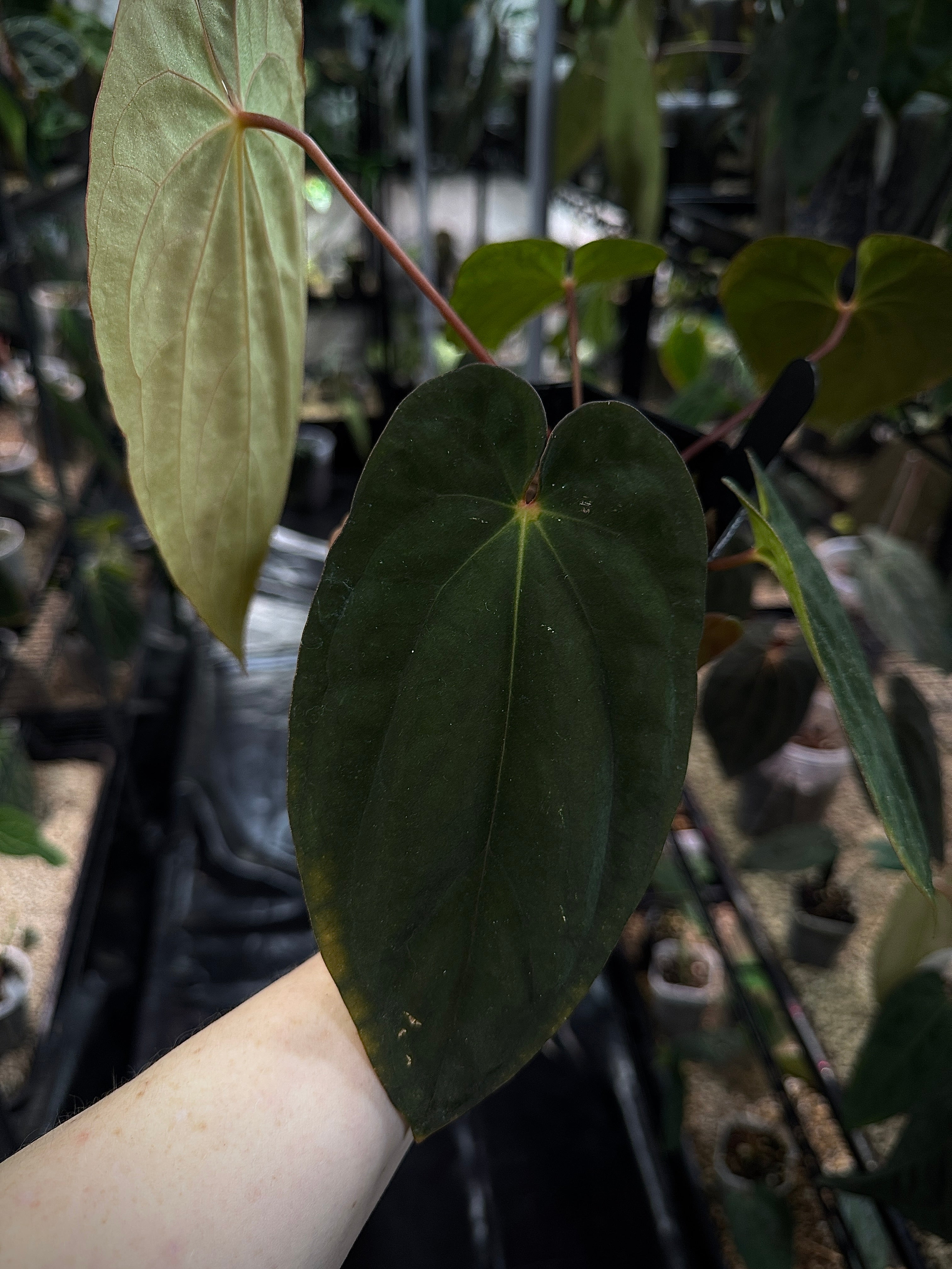 NFS: Anthurium BVEP 'Round' x 'Felix'